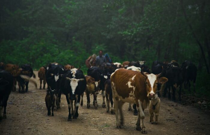 قطيع من الأبقار والعجول ضمن الغابة وخلفهم رجل
