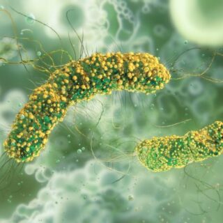 رسم توضيحي لبكتيريا الليستيريا على شكل أسطوانة منحنية