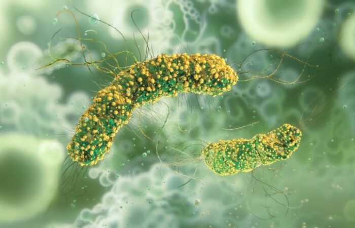 رسم توضيحي لبكتيريا الليستيريا على شكل أسطوانة منحنية