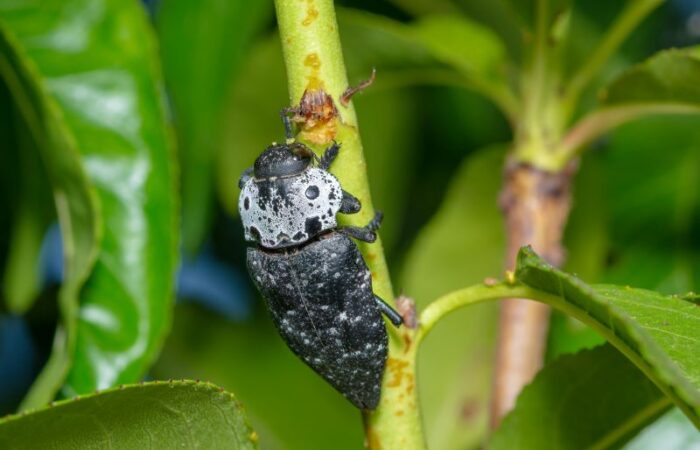 حشرة سوداء اللون تقف على غصن شجرة
