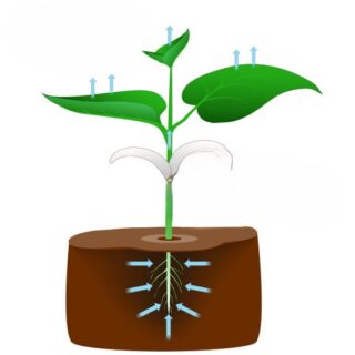 شتلة زراعية حيث يظهر عملية تبخر الماء من النبات