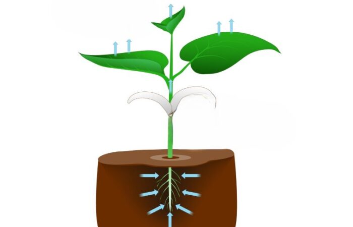 شتلة زراعية حيث يظهر عملية تبخر الماء من النبات
