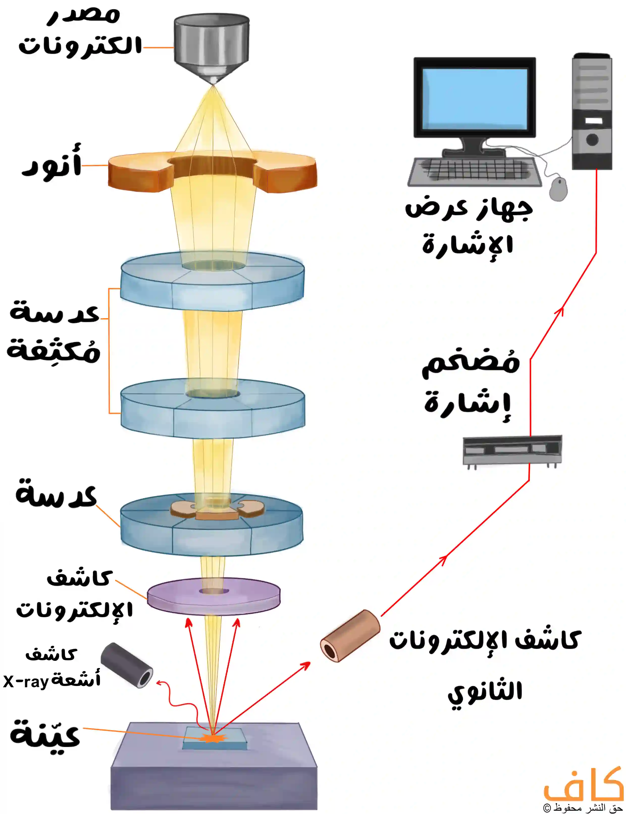 رسم توضيحي يبيّن المكوّنات الأساسية للمجهر الإلكتروني، حيث يظهر مصدر الإلكترونات، الأنود، العدسات المكثفة، والكُسوة، إضافةً إلى كواشف الإلكترونات وأشعة X، مع جهاز عرض الإشارة ومضخّم الإشارة، مما يوضّح آلية عمل المجهر الإلكتروني.