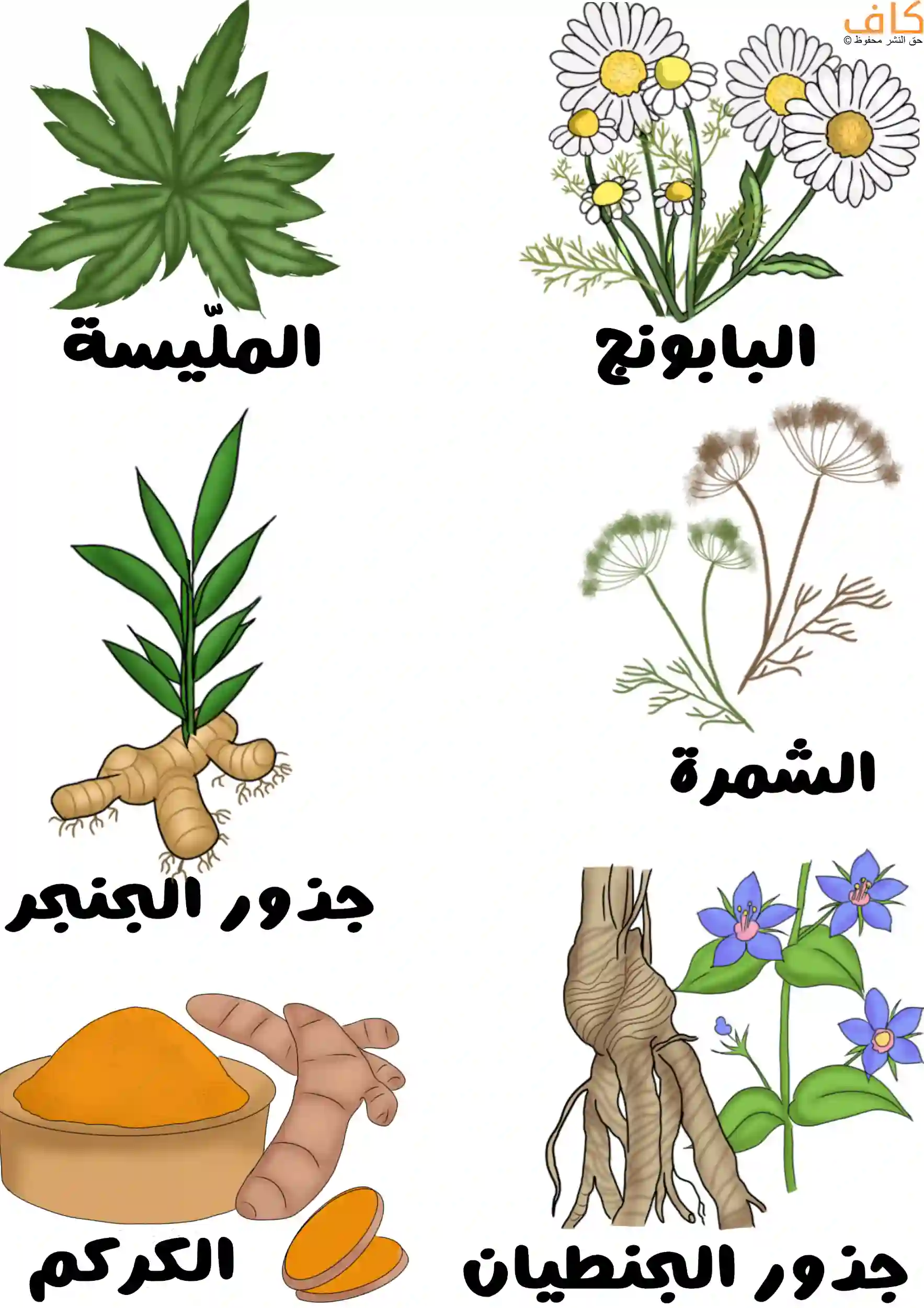 رسمة توضح ستة أنواع من الأعشاب الطبية تشمل البابونج، المليسة، الشمرة، جذور الجنجر، الكركم، وجذور الجنطيان مع أسمائها مكتوبة بالعربية.