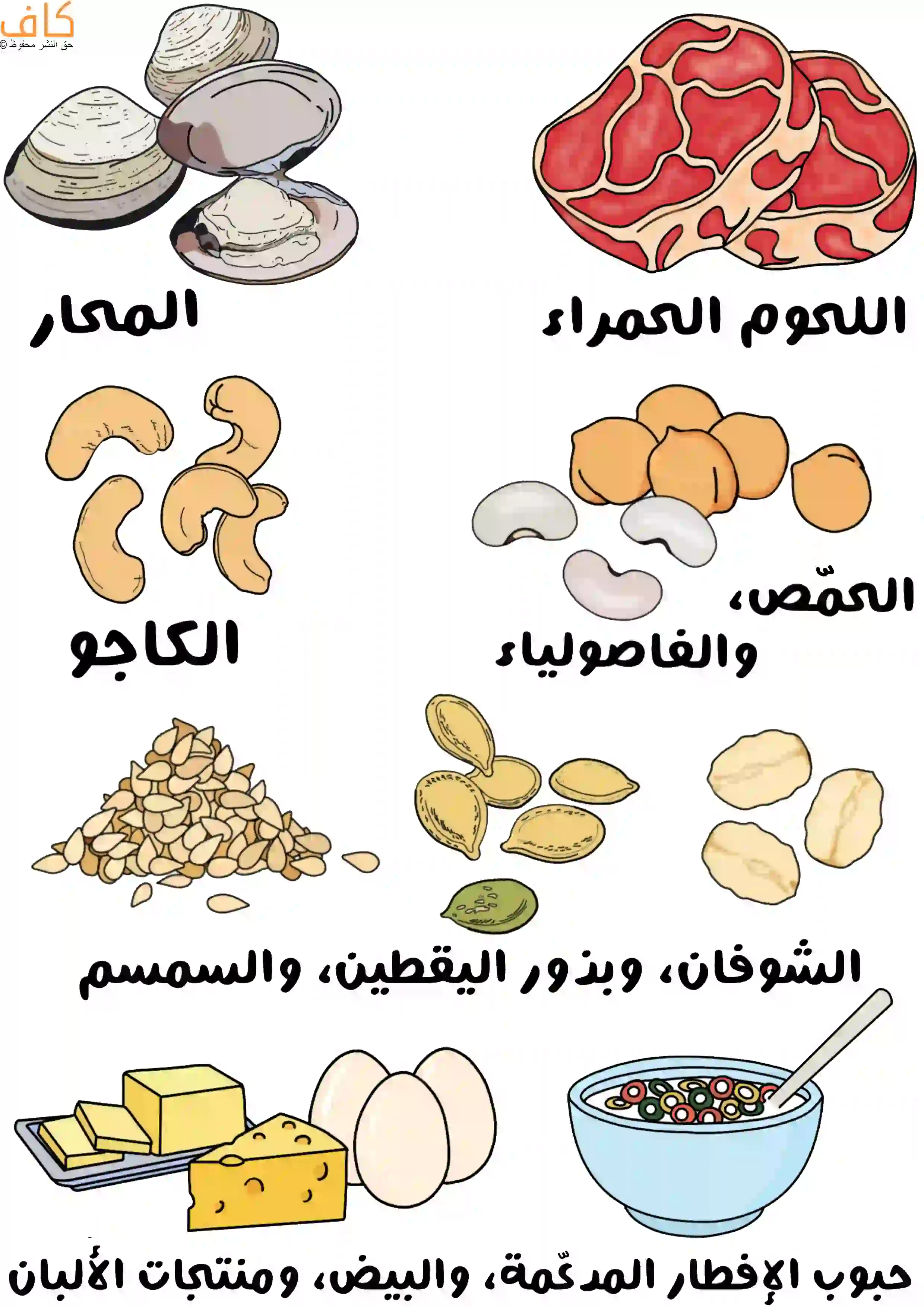 رسمة توضح مجموعة من الأطعمة الغنية بالزنك تشمل المحار، اللحوم الحمراء، الكاجو، الحمص والفاصوليا، الشوفان، بذور اليقطين والسمسم، إضافة إلى البيض، منتجات الألبان.