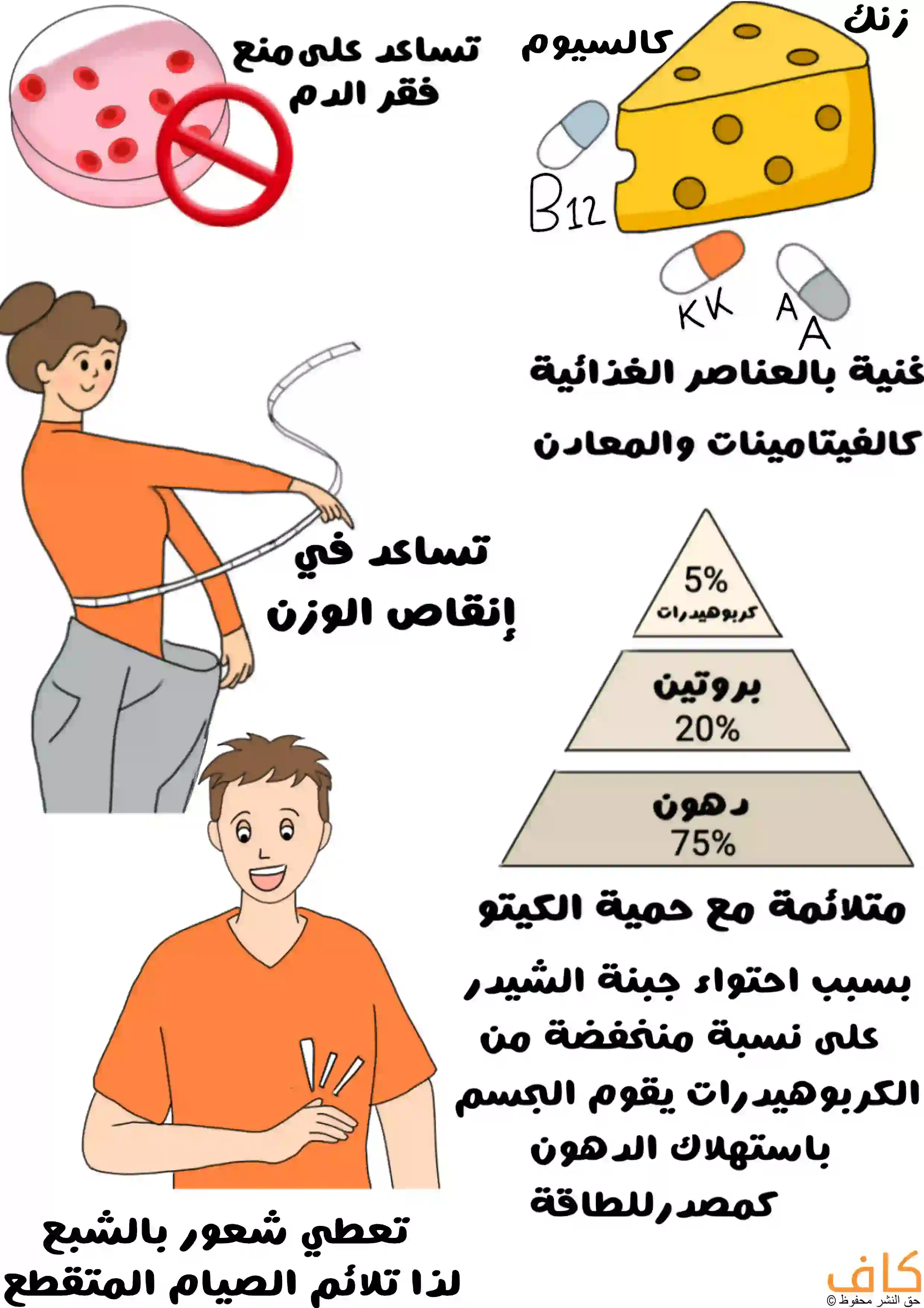 رسم توضيحي لفوائد جبنة الشيدر في إنقاص الوزن ومنع فقر الدم والتلاؤم مع الكيتو والصيام المتقطع