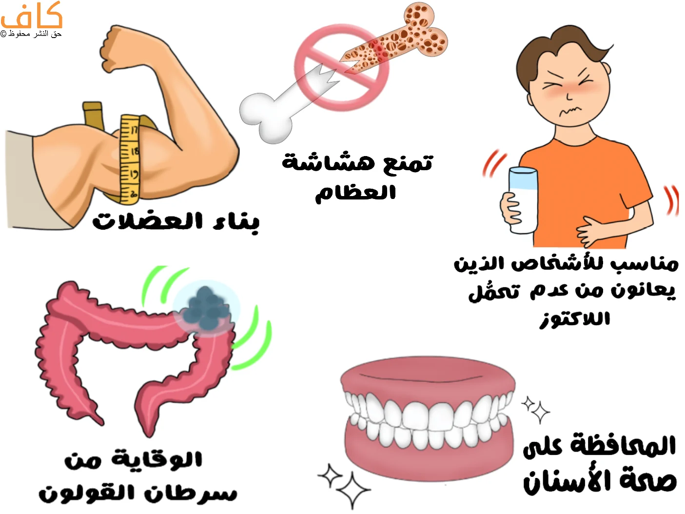 رسم توضيحي لفوائد جبنة الشيدر، يبيّن بناء العضلات، منع هشاشة العظام، تقليل مشاكل اللاكتوز، الوقاية من سرطان القولون، والحفاظ على صحة الأسنان.