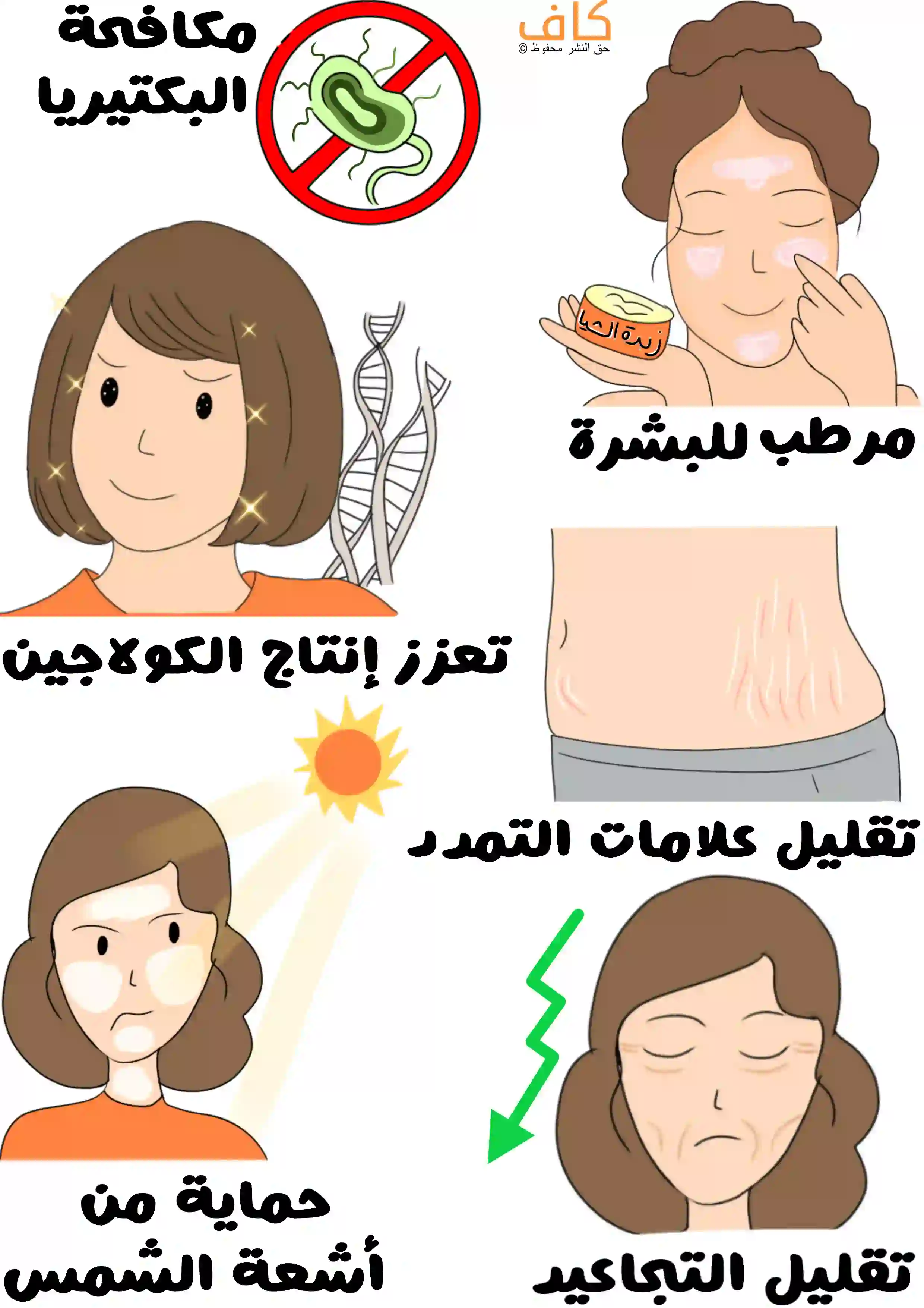 رسمة توضح فوائد زبدة الشيا للبشرة، حيث يظهر رمز مضاد للبكتيريا، امرأة تضع مرطباً على وجهها، بطن به علامات تمدد، امرأة تضع كريم على وجهها ومحمية من أشعة الشمس، ووجه بملامح متقدمة بالعمر مع سهم أخضر يشير لتقليل التجاعيد.