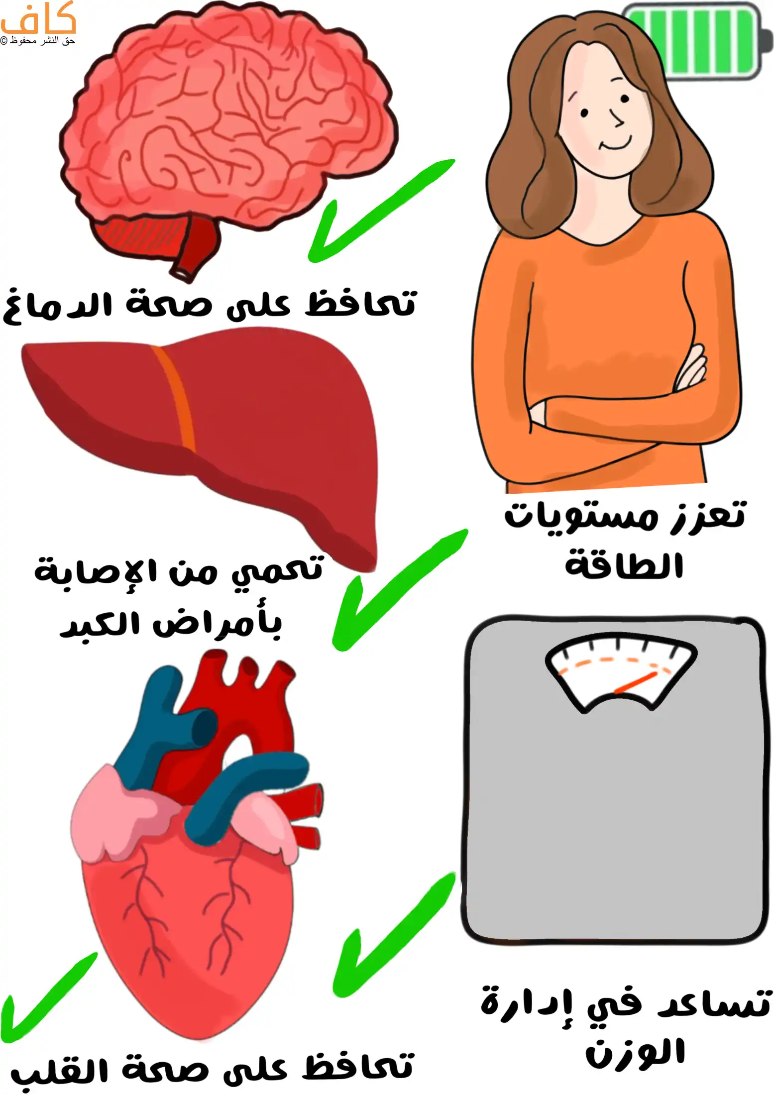 رسمة توضيحية ملوّنة تظهر دماغاً، قلباً، كبدًا، وسيدة مبتسمة بجانب أيقونة بطارية طاقة، وميزان للوزن، مع عبارات تبرز فوائد شرب القهوة في تعزيز الطاقة، حماية الكبد، الحفاظ على صحة الدماغ والقلب، والمساعدة في إدارة الوزن.