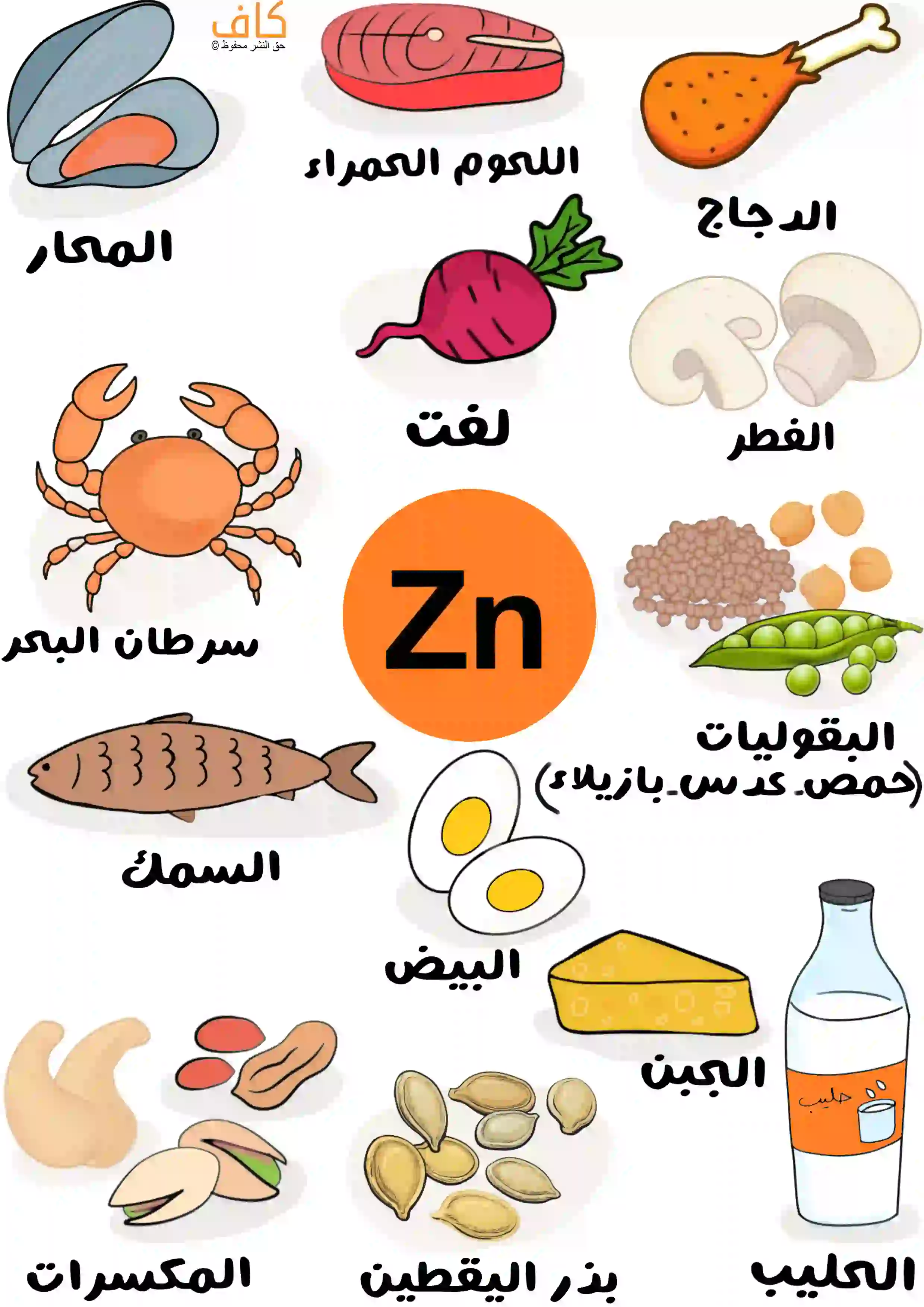 صورة توضيحية تحتوي على أطعمة غنية بالزنك مثل المحار، اللحوم الحمراء، الدجاج، الفطر، سرطان البحر، السمك، البيض، الجبن، الحليب، البقوليات كالحمص والبازلاء، المكسرات، بذور اليقطين، واللفت، مع رمز عنصر الزنك (Zn) في الوسط.