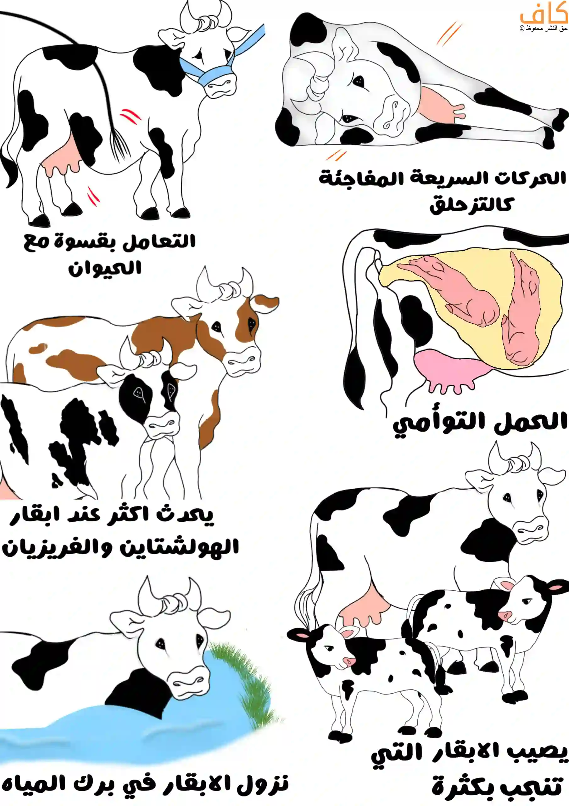 رسمة توضيحية تُظهر بقرة حامل بتوأم، وبقرة ممددة على الأرض بعد انزلاقها، وأخرى تُعامَل بقسوة وتُضرب بالسوط، وبقرة في بركة ماء، وأبقار من سلالتي الهولشتاين والفريزيان، وبقرة مع عجلين ترمز إلى الأبقار التي تلد كثيرًا.
