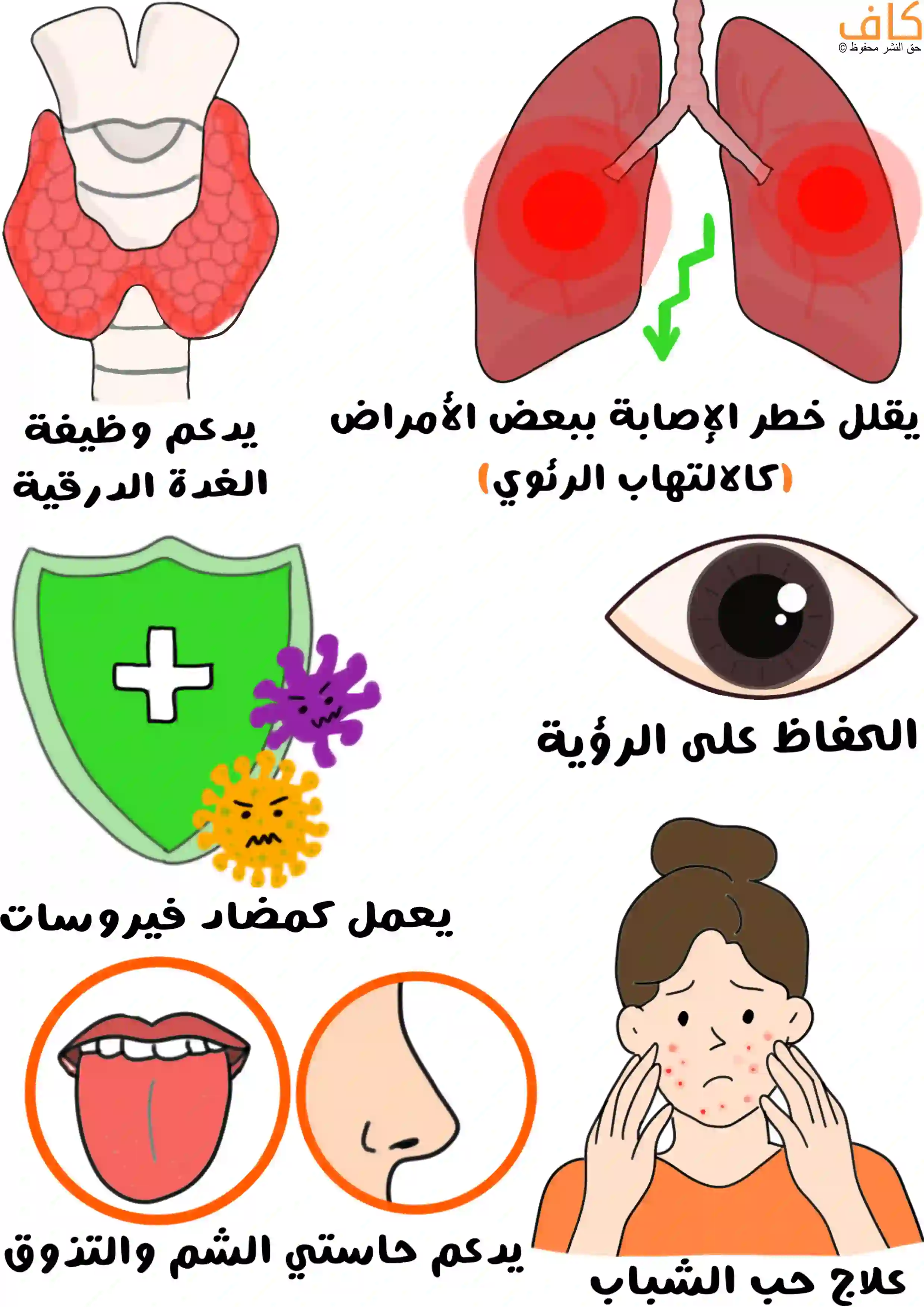 صورة توضيحية تُظهر رئتين ترمزان لتقليل خطر الإصابة بالأمراض التنفسية، وغدة درقية للدلالة على دعم وظيفتها، ودرعاً أخضر يصد الفيروسات كرمز لتقوية المناعة، وعيناً للحفاظ على الرؤية، وفماً وأنفاً للدلالة على دعم حاستي الشم والتذوق، وامرأة مصابة بحب الشباب تشير إلى دور الزنك في تحسين صحة البشرة.