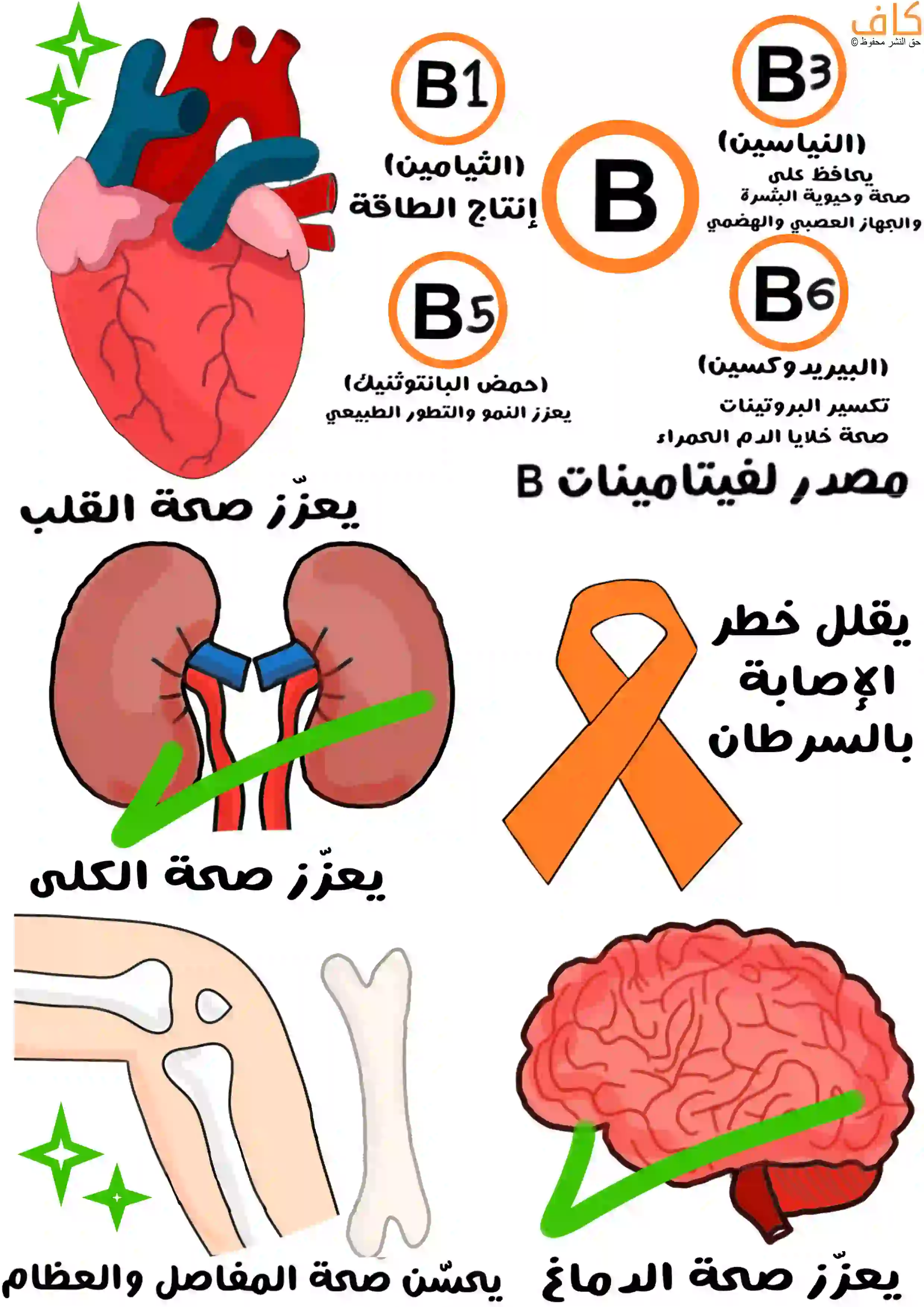 صورة توضيحية تُظهر رموزاً لفيتامينات B1 وB3 وB5 وB6 مع توضيح فوائدها للجسم، وقلباً يرمز لتعزيز صحة القلب، وكليتين للدلالة على دعم صحة الكلى، ودماغاً أحمر للدلالة على تحسين صحة الدماغ، وشريطاً برتقالياً يرمز للوقاية من السرطان، وعظاماً ترمز لتحسين صحة المفاصل والعظام.