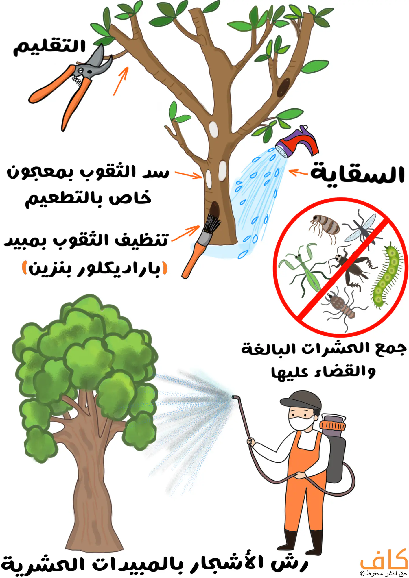 رسم توضيحي يُظهر خطوات مكافحة حفار الساق ذي القرون الطويلة في الأشجار، ويعرض عملية التقليم باستخدام المقص، وسد الثقوب بمعجون خاص، وتنظيفها بمبيد باراديكلور بنزين، وسقي الشجرة بالماء، وجمع الحشرات البالغة والقضاء عليها، بالإضافة إلى عامل يرتدي ملابس واقية يقوم برش الأشجار بالمبيدات الحشرية.