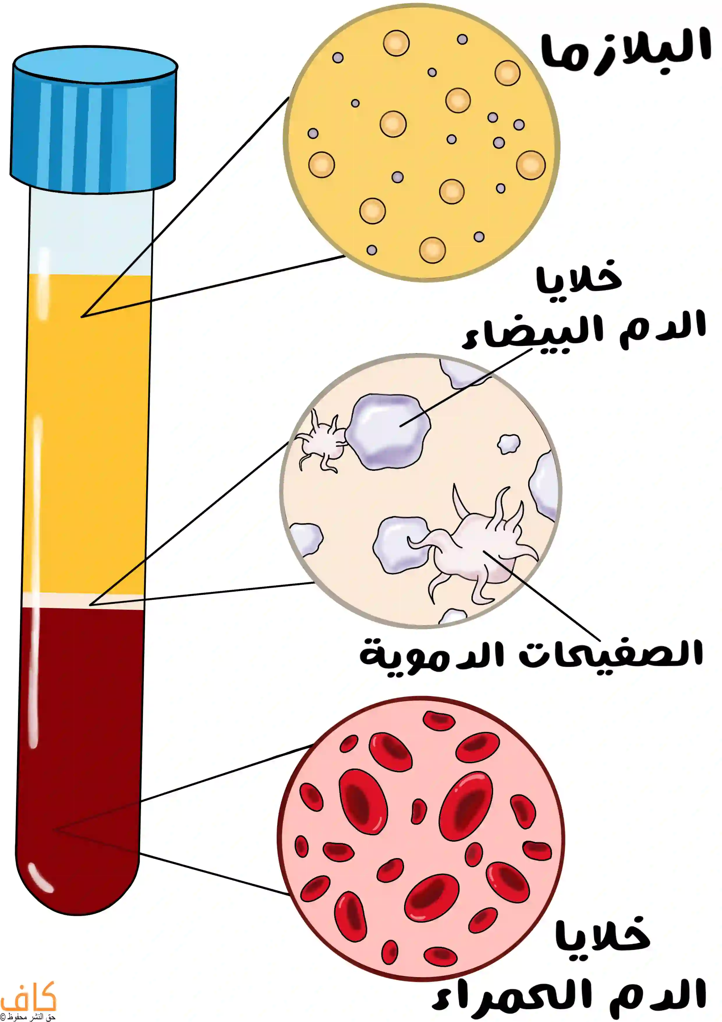 رسم توضيحي يبين مكونات الدم، ويظهر أنبوب مخبري يحتوي على طبقات تمثل البلازما في الأعلى، ثم خلايا الدم البيضاء والصفائح الدموية في المنتصف، وخلايا الدم الحمراء في الأسفل.