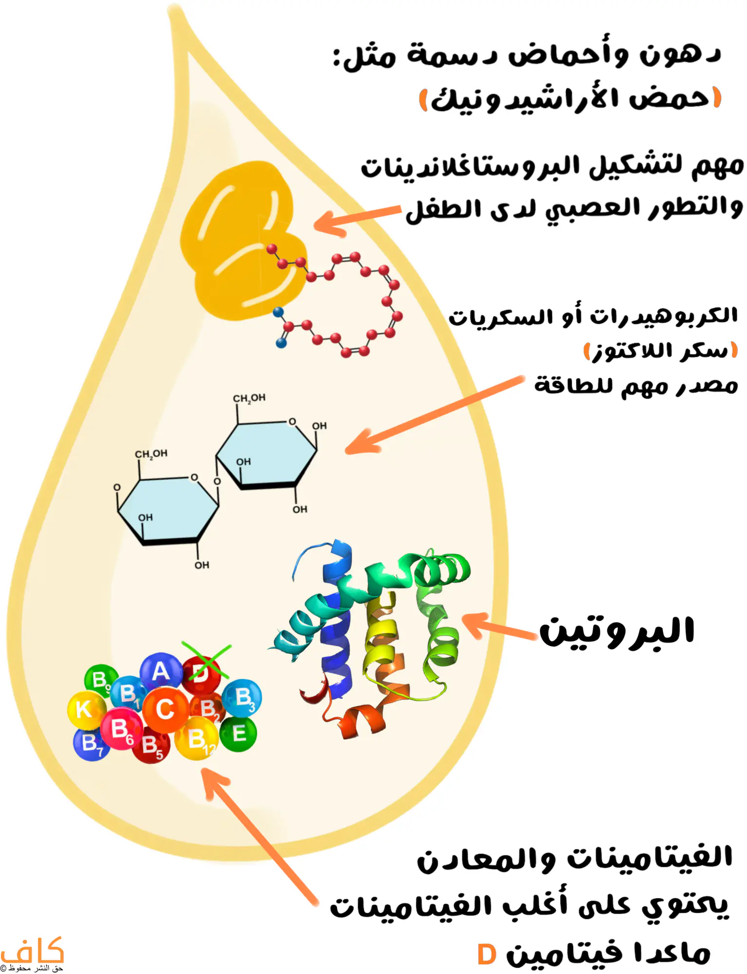رسم توضيحي يُظهر قطرة كبيرة صفراء اللون من حليب الثدي تحتوي على مكوّناته الأساسية التي تظهر على شكل جزيئات كيميائية، بما في ذلك دهون وأحماض دهنية مثل حمض الأراشيدونيك، وجزيئات كربوهيدرات تمثل سكر اللاكتوز، وسلسلة بروتينية ملتفة، ومجموعة من الكرات الملوّنة تمثل الفيتامينات والمعادن، مع أسهم توضح دور كل مكوّن في تغذية الطفل ونموه العصبي.