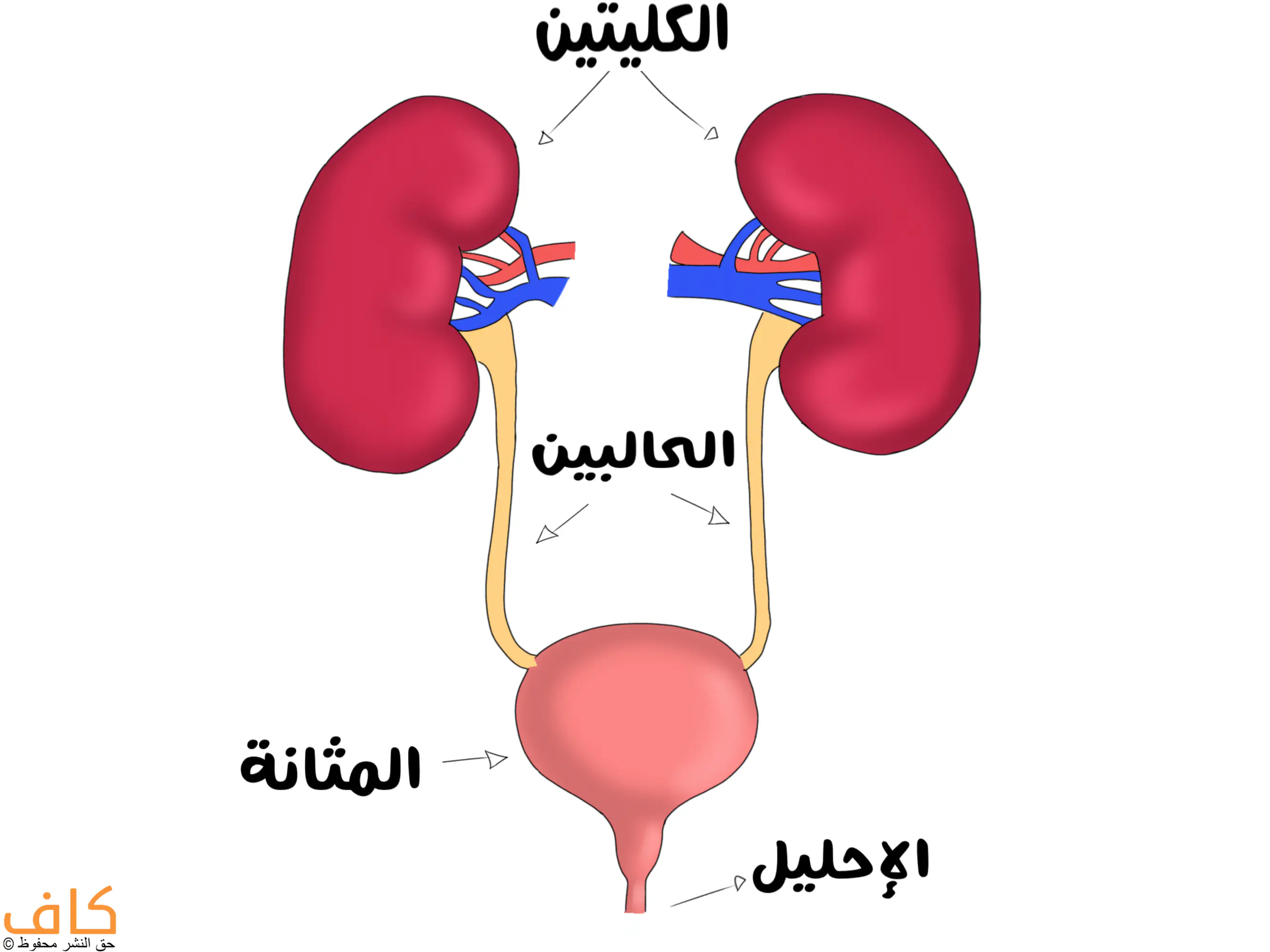 رسم توضيحي يُظهر مكونات الجهاز البولي عند الإنسان، ويحتوي على كليتين باللون الأحمر في الأعلى تتصلان بحالبين يمتدان إلى المثانة البولية في الأسفل باللون الوردي، ومنها يخرج الإحليل إلى الخارج.