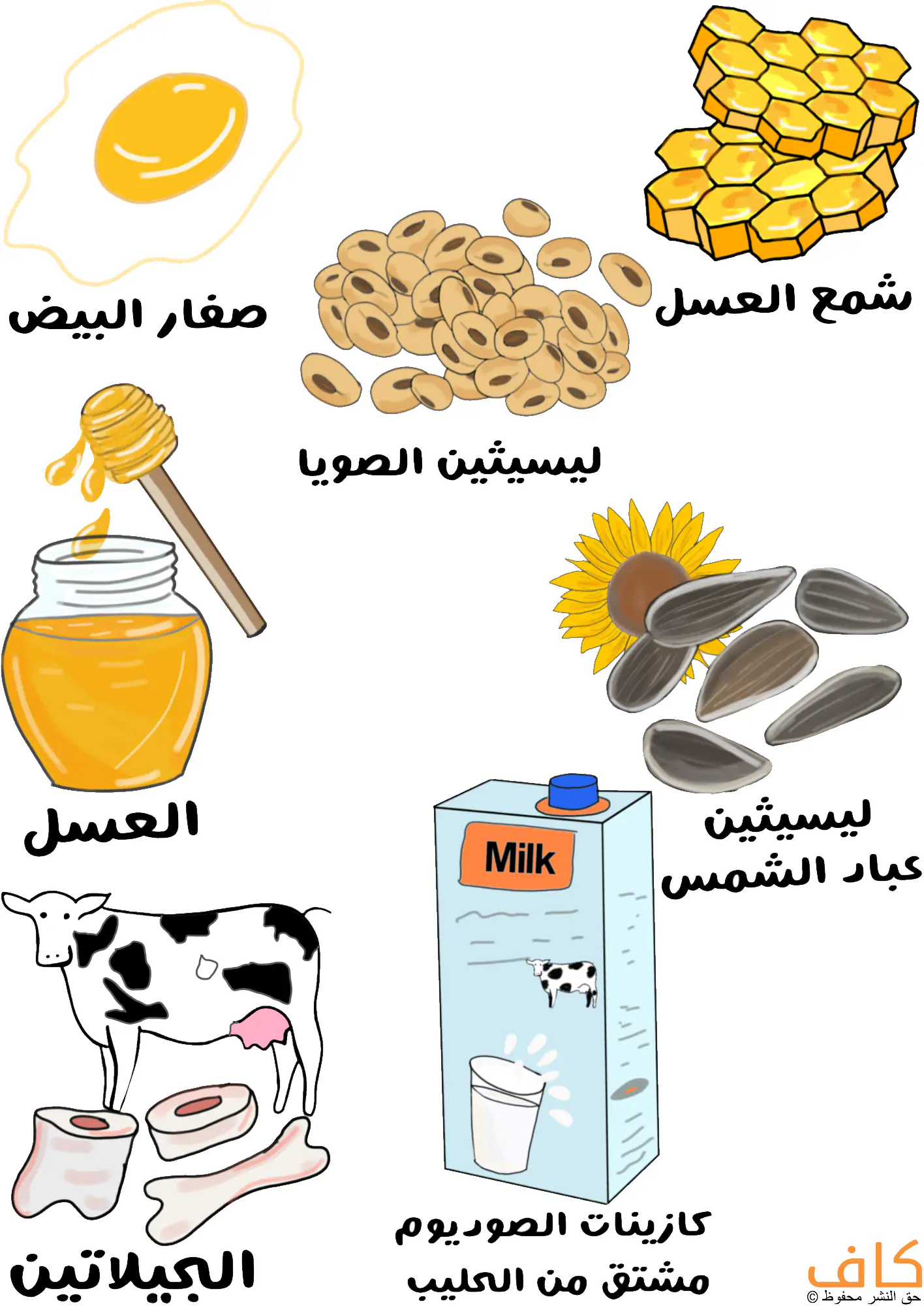 رسم توضيحي يُظهر مجموعة من المصادر الطبيعية للمستحلبات الغذائية، ويشمل صفار البيض، وشمع العسل، والعسل، وحبوب الصويا التي تحتوي على ليسيثين الصويا، وبذور دوار الشمس، وعظام الأبقار ومشتقاتها كمصدر للجيلاتين، وعبوة حليب تمثل كازينات الصوديوم المشتقة من الحليب.