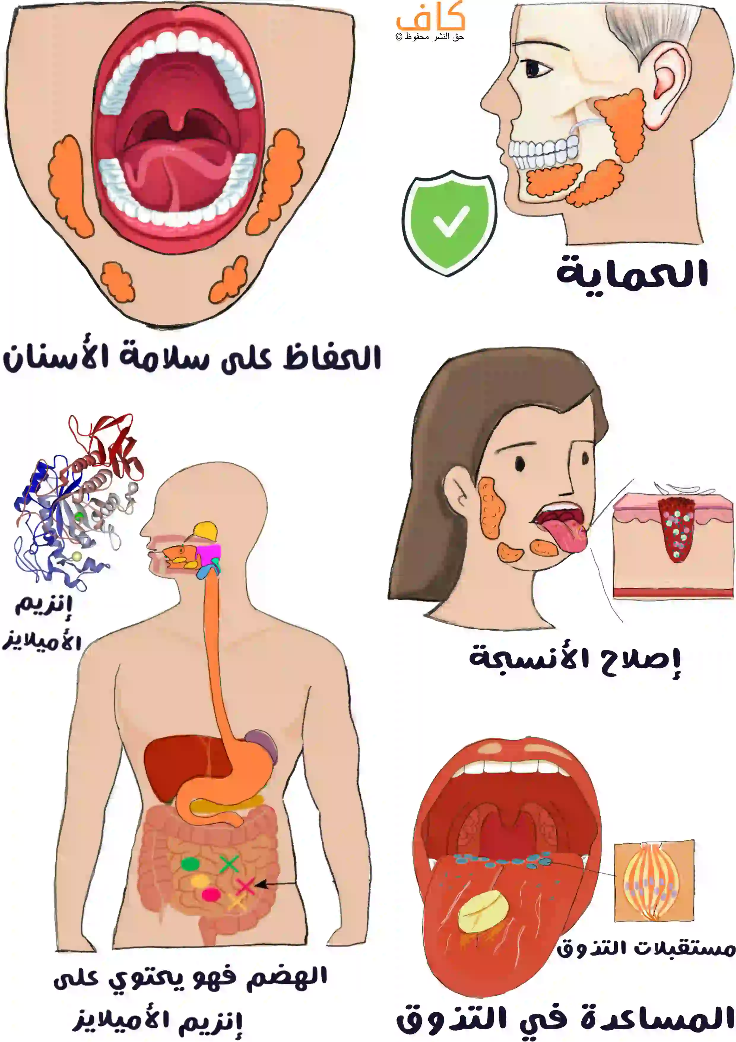 رسم توضيحي يُظهر عدة لقطات لأجزاء من الفم والوجه والجهاز الهضمي، مع إبراز الغدد اللعابية في مواقع مختلفة، وفتاة تمد لسانها للخارج لتوضيح مكان الغدد اللعابية، وصورة مجهرية للأنسجة، إضافةً إلى رسم للجهاز الهضمي مع مسار الهضم.
