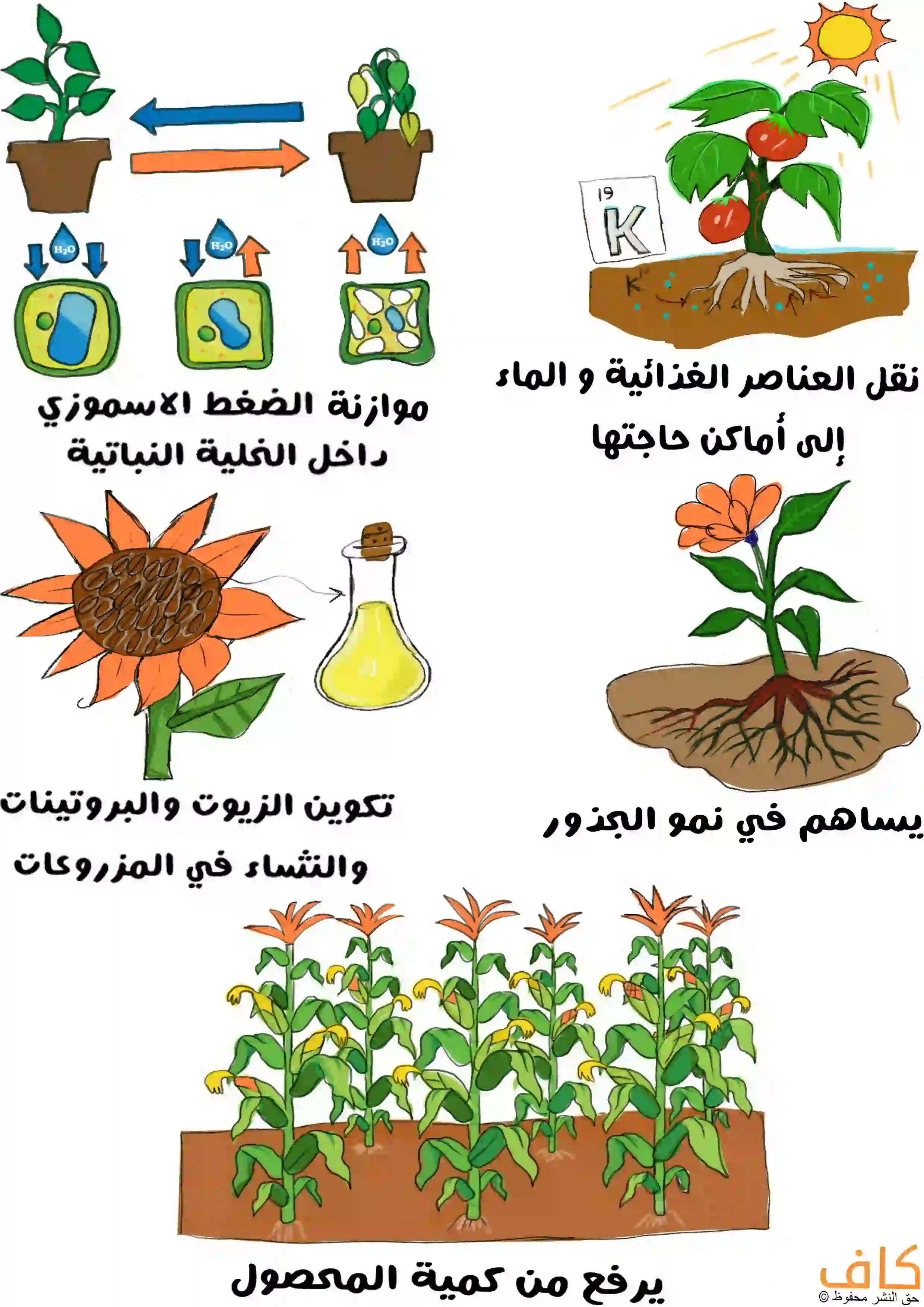 رسم توضيحي يشرح دور عنصر البوتاسيوم في النبات، ويُظهر تنظيم الضغط الأسموزي داخل الخلية النباتية، نقل الماء والعناصر الغذائية، تكوين الزيوت والبروتينات والنشاء، دعم نمو الجذور، وزيادة كمية المحصول.