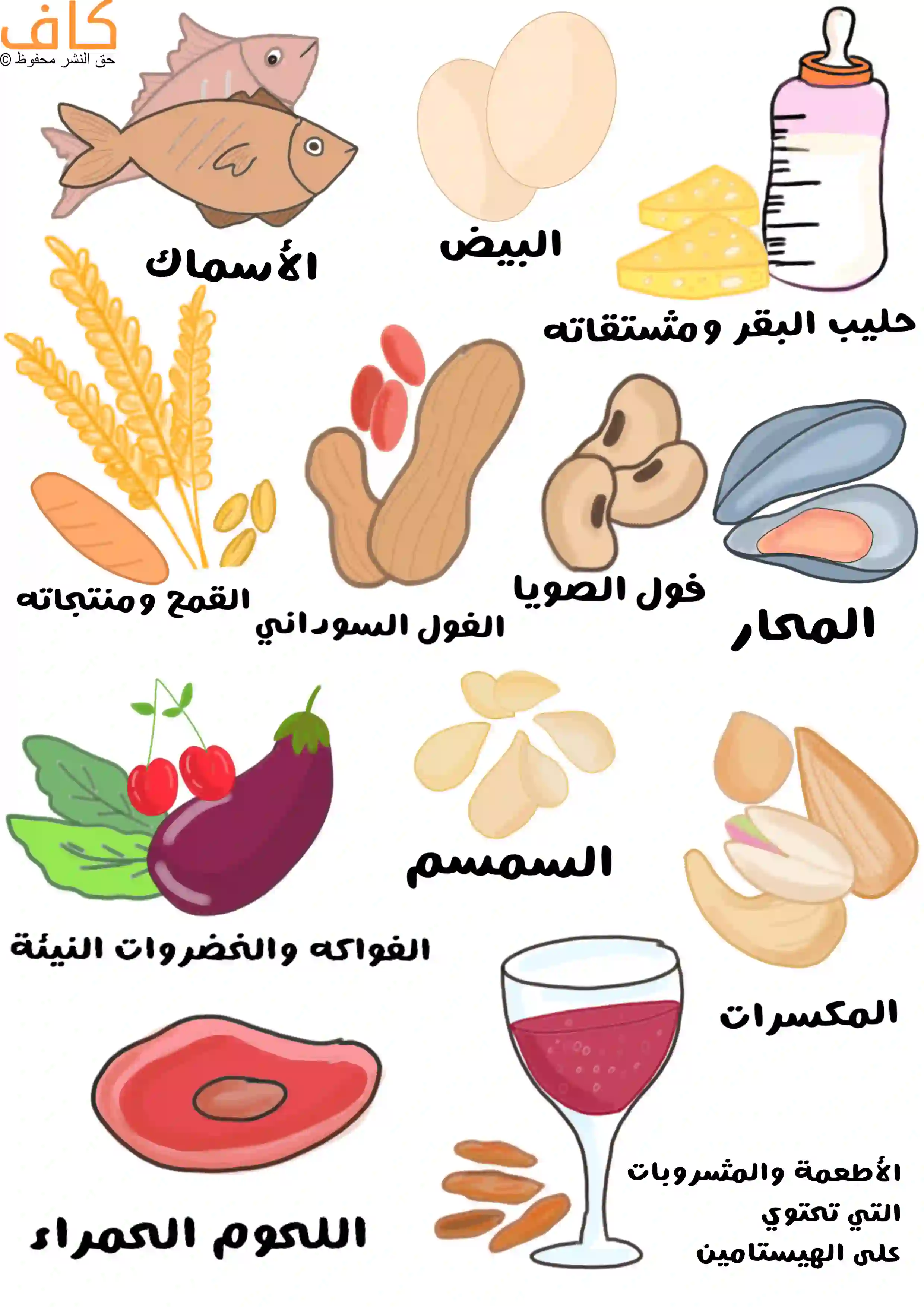 رسم توضيحي يُظهر مجموعة من الأطعمة مرتبة بشكل منفصل تشمل أسماكًا، وبيضًا، وحليب البقر ومشتقاته، وحبوب القمح ومنتجاته، والفول السوداني، وفول الصويا، والمحار، والفواكه والخضروات النيئة، وبذور السمسم، وأنواعًا من المكسرات، واللحوم الحمراء، إضافة إلى مشروبات وأطعمة مصورة بكأس سائل أحمر، ويُعبّر عن الأطعمة المسببة للحساسية.