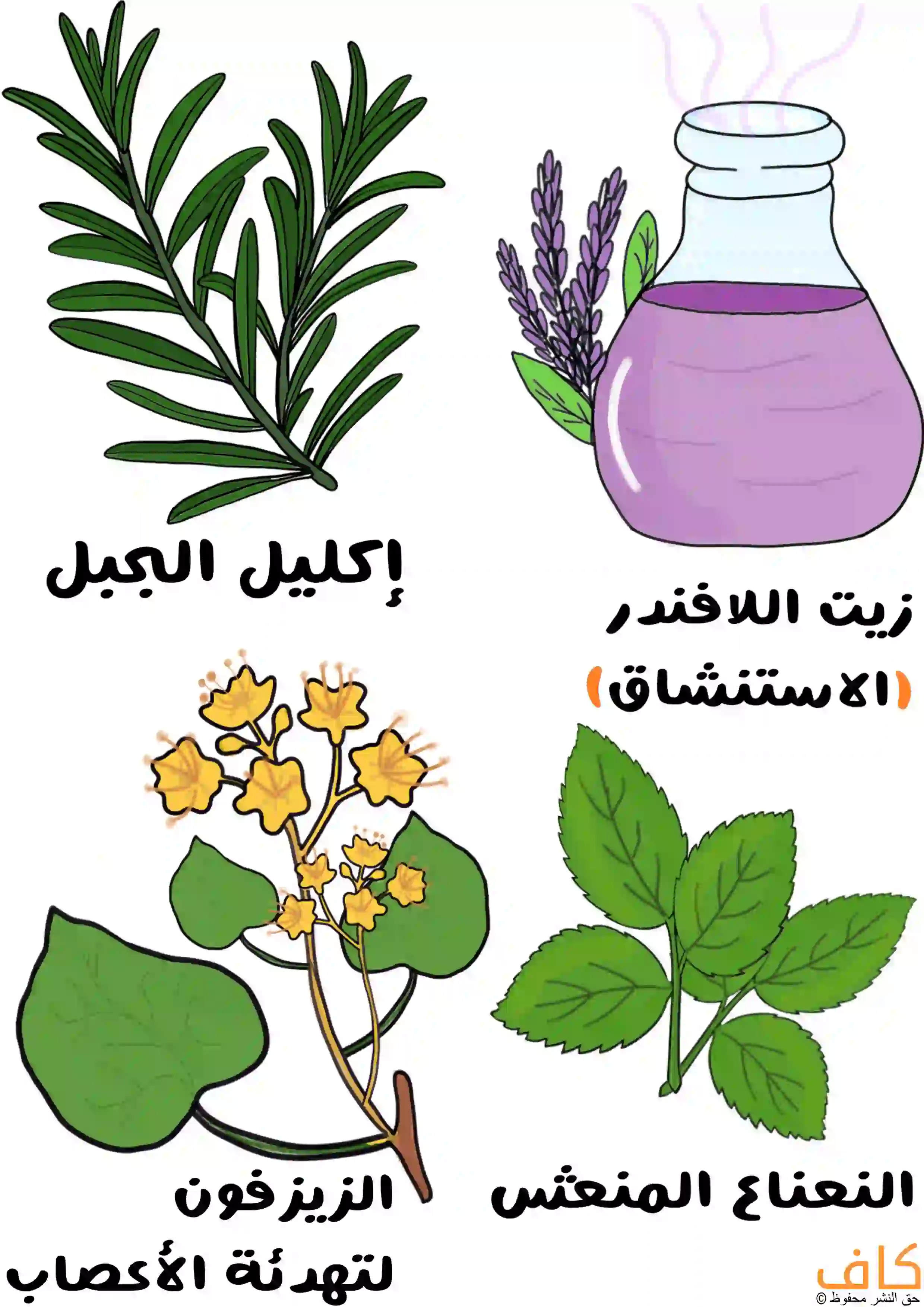 رسم توضيحي يُظهر أربع نباتات، تشمل أغصان إكليل الجبل بأوراق خضراء طويلة، وزجاجة تحتوي على زيت اللافندر البنفسجي مع سنابل اللافندر، ونبات الزيرفون بأوراق عريضة وزهور صفراء صغيرة، ونبات النعناع بأوراق خضراء مسننة، ويُعبّر عن الأعشاب الطبيعية الموصى بها في علاج الصداع التوتري.