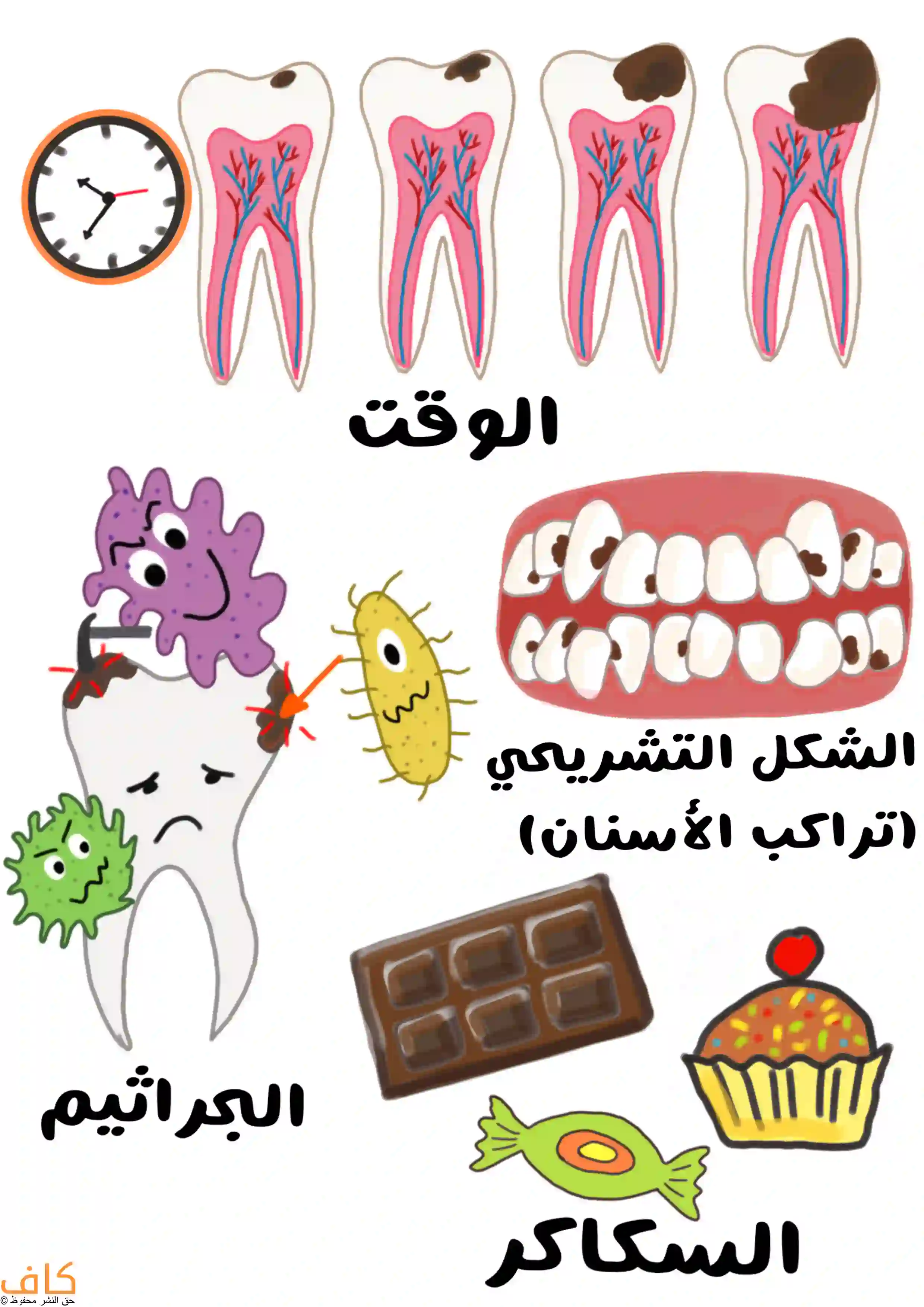 رسم توضيحي يضم عدة عناصر مرتبطة بالأسنان: تسلسل أسنان يظهر عليها بقع داكنة تكبر مع مرور الوقت مع رمز ساعة، سن محاط بكائنات دقيقة ملونة تشير إليه، صف أسنان تظهر عليه بقع بنية، ومواد غذائية سكرية مثل الشوكولاتة والحلوى والكعك.