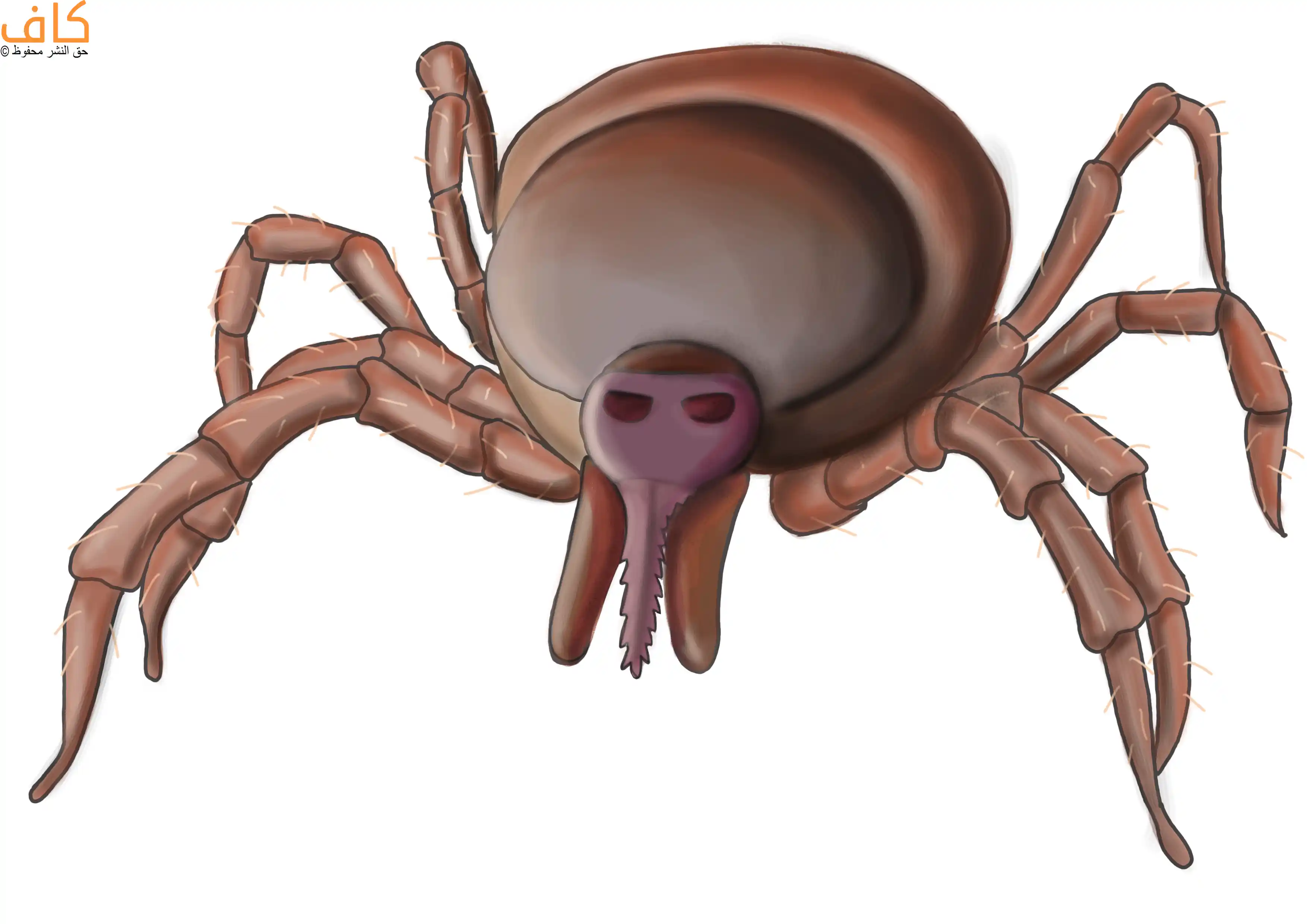 رسم توضيحي يُظهر حشرة القراد من الأمام، بجسم بيضاوي منتفخ بني اللون، وثماني أرجل مفصلية تمتد جانبيًا، مع أجزاء فموية بارزة في المقدمة تشمل تركيبًا مركزيًا مسننًا محاطًا بملحقات فموية قصيرة.