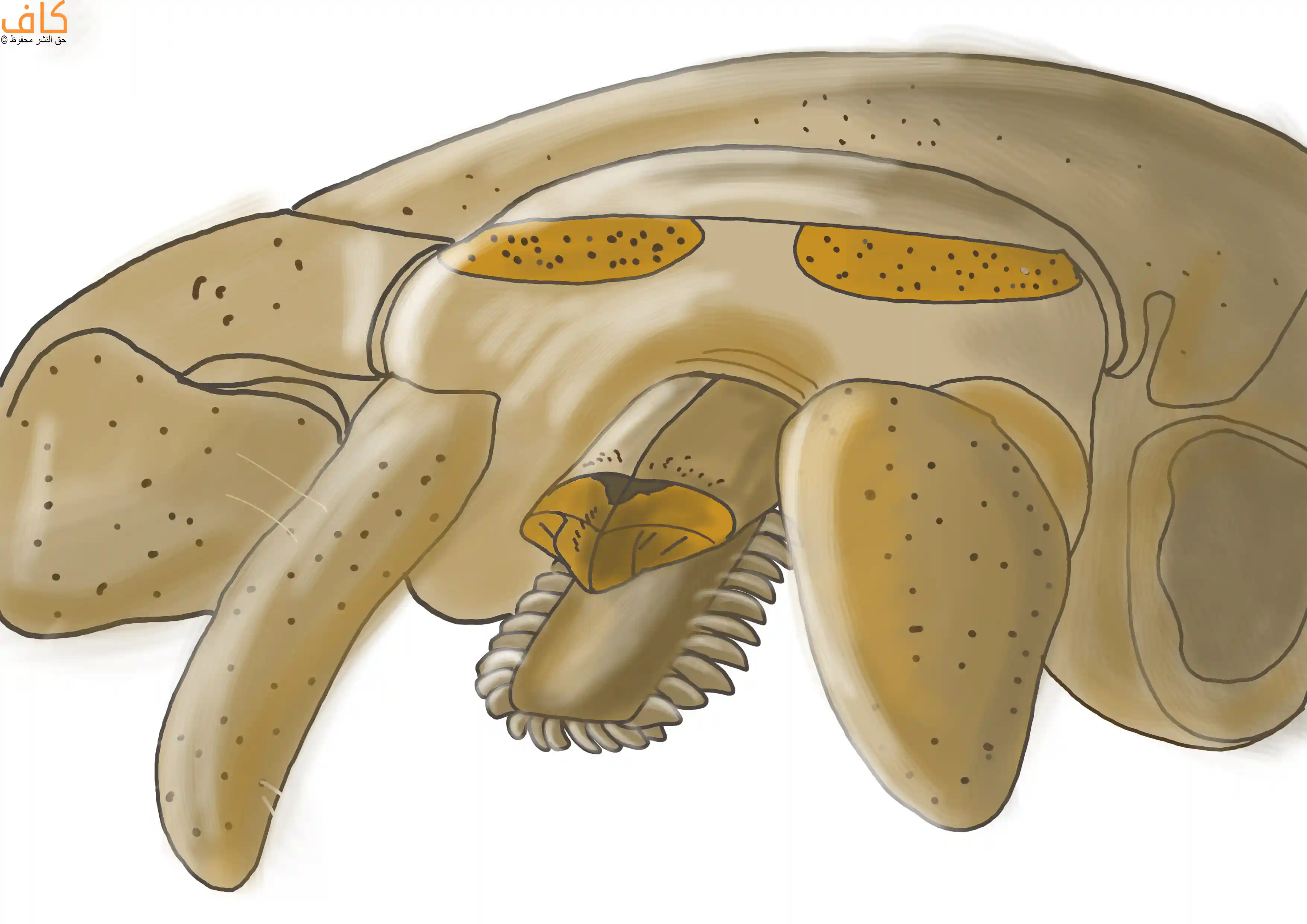 رسم توضيحي يُظهر جزءًا مكبّرًا من فم القراد، مع بروز القناة الثاقبة في المنتصف على شكل نصفيّ منشار حاد مسنن، تحيط به أجزاء فموية جانبية منحنية، مع تمييز مناطق داخلية بلون أغمق.