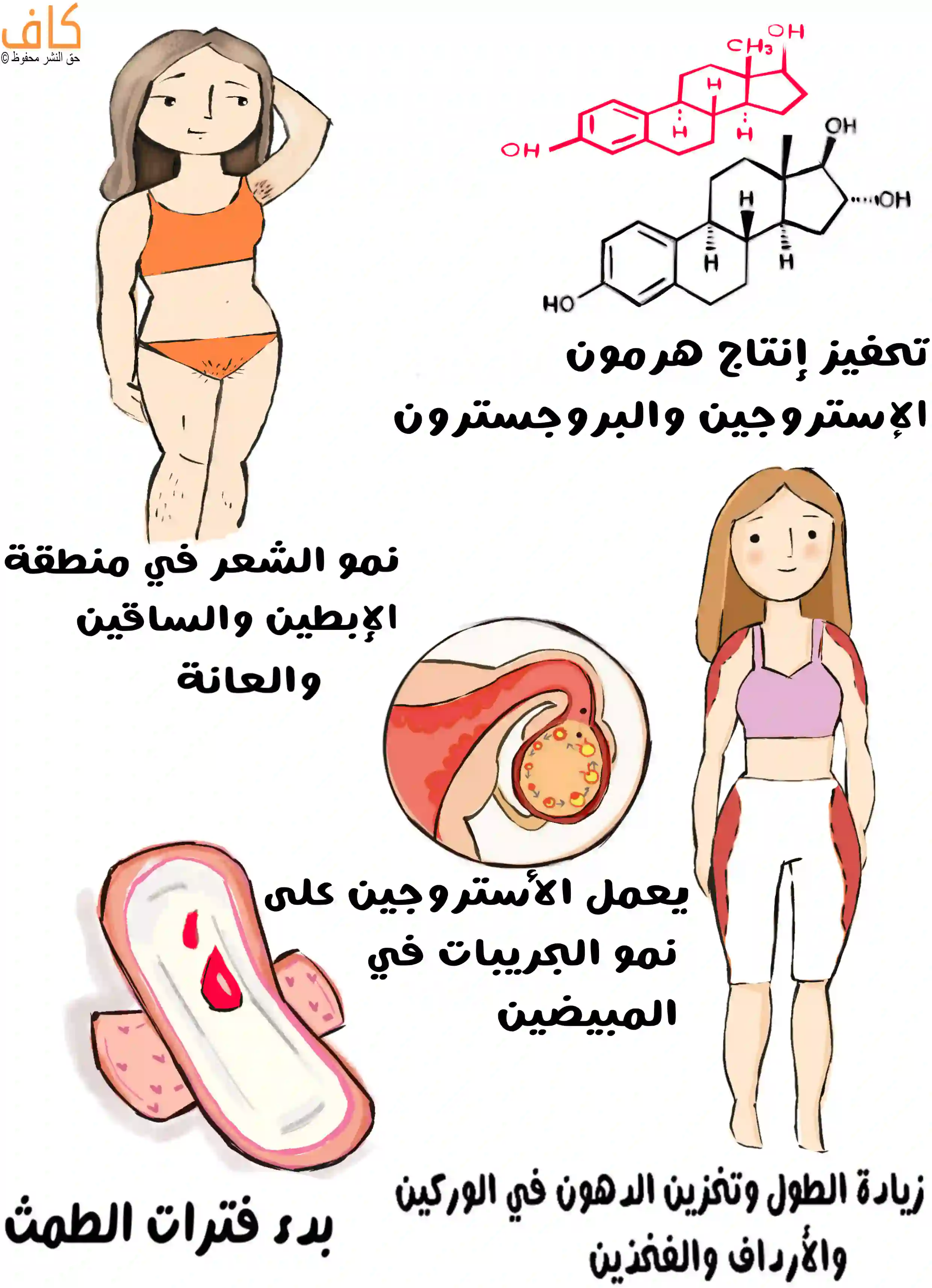 رسم توضيحي يُظهر فتاة في سن البلوغ وينمو الشعر لديها في الإبطين والساقين والعانة، ورسومات لعناصر كيميائية لهرموني الإستروجين والبروجسترون، ومقطع يوضح نمو الجريبات في المبيض، وبدء فترات الطمث، إضافة إلى تغيرات في توزيع الدهون وزيادة الطول وتكوّن القوام الأنثوي في الوركين والأرداف والفخذين.