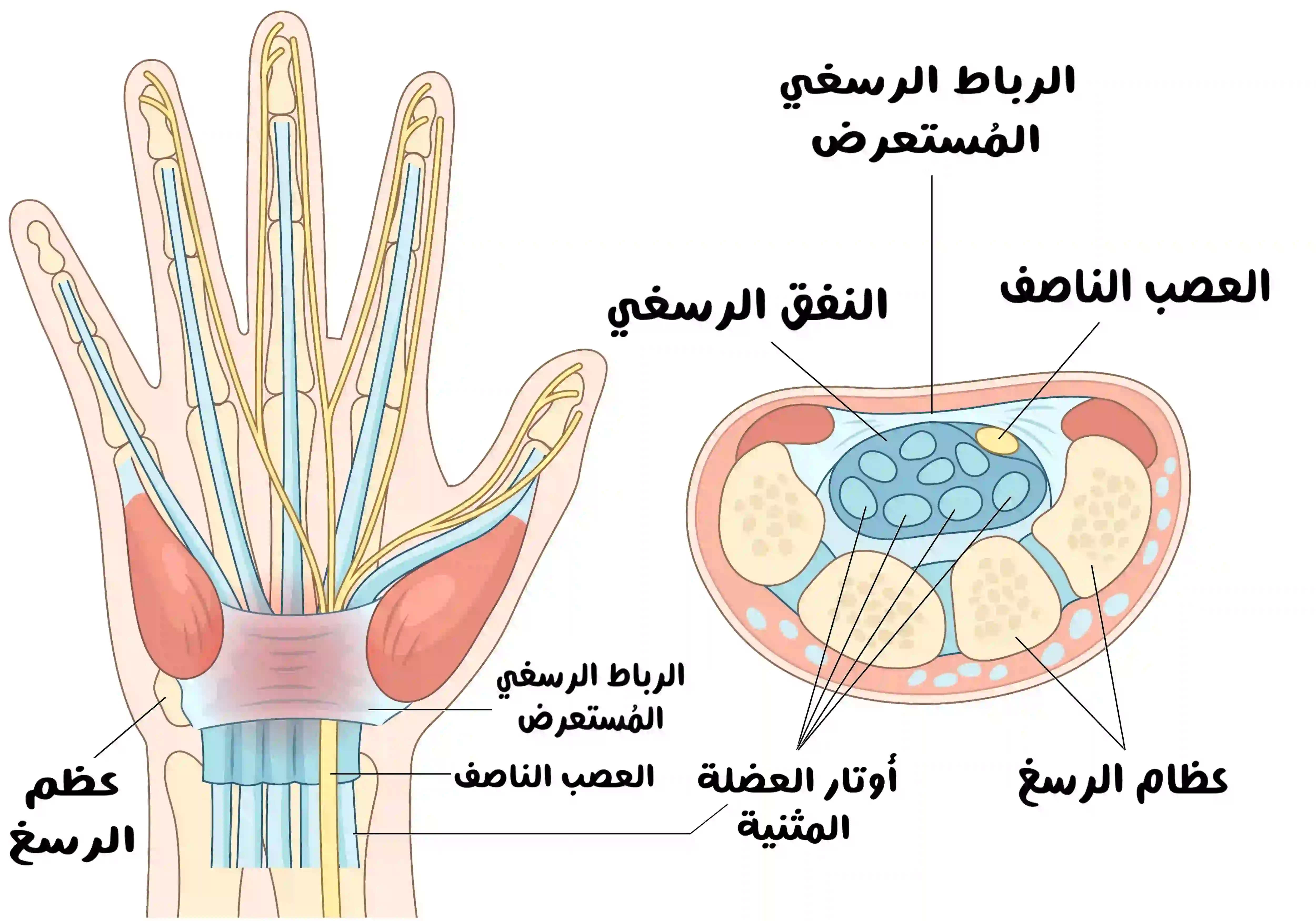 رسم تشريحي للنفق الرسغي