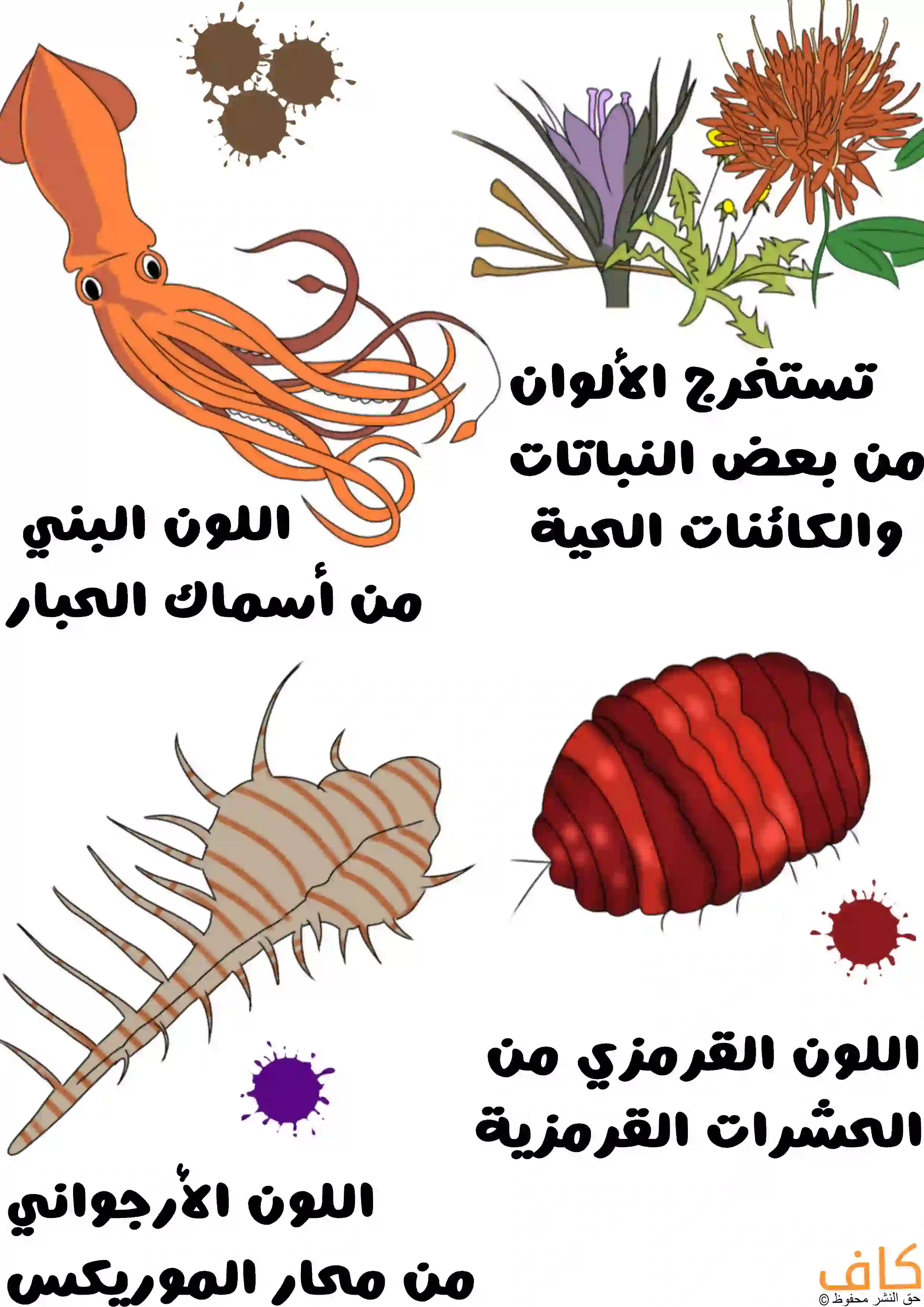 مصادر المواد الملونة الطبيعية