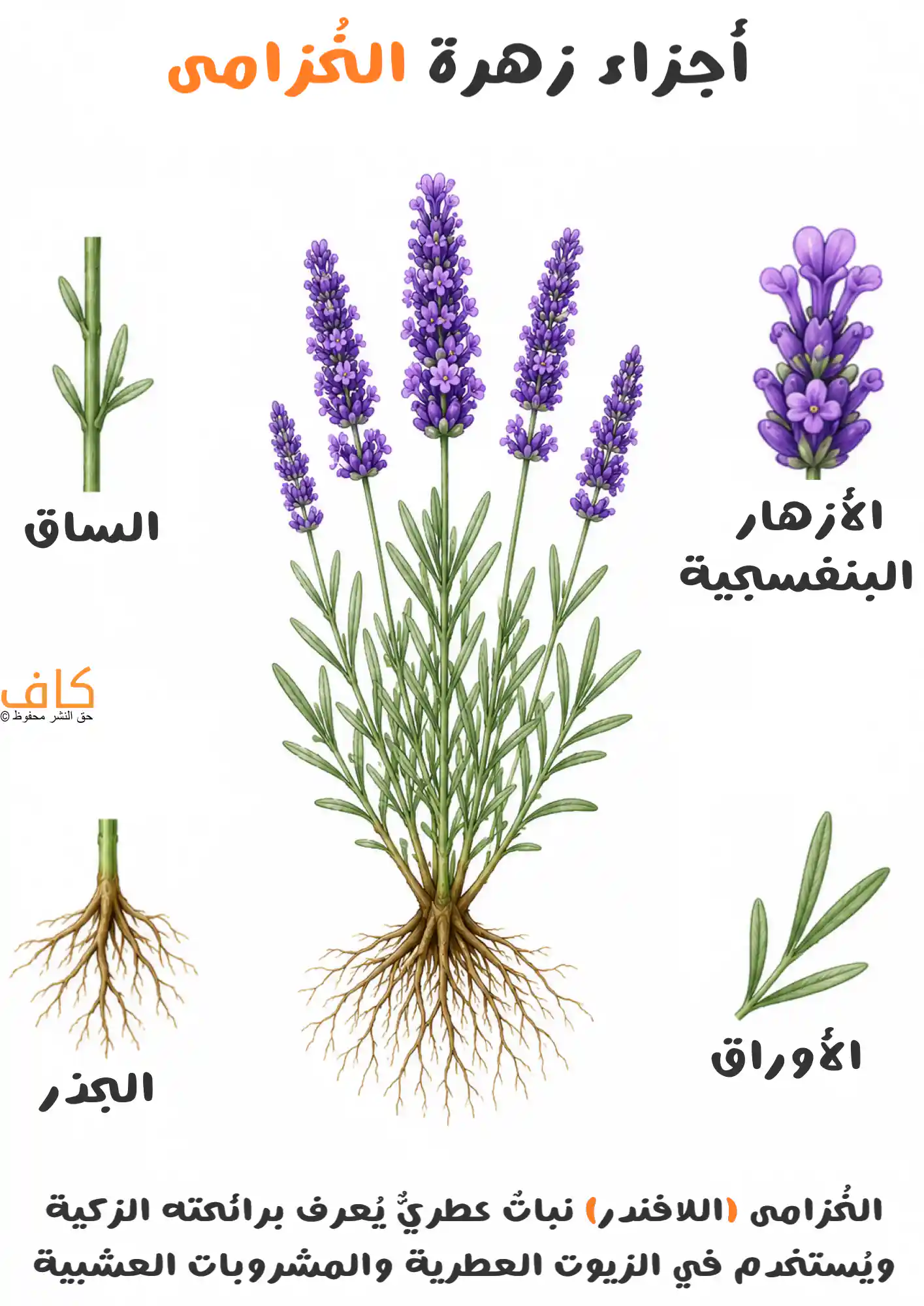 رسم توضيحي يُظهر نبات الخزامى كاملًا مع أجزائه الرئيسية المتمثلة في الأزهار البنفسجية والأوراق والساق والجذر، ويُعرّف بمكونات نبات الخزامى واستخدامه كنبات عطري.