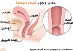رسم توضيحي يوضح مكان وجود غشاء البكارة عند مدخل المهبل بالقرب من فتحة المهبل