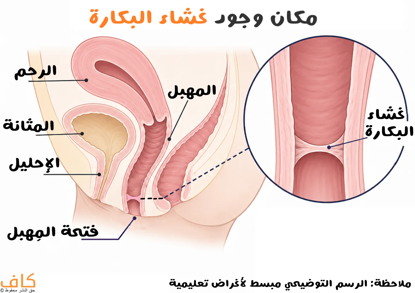 مكان تواجد غشاء البكارة في جسم الأنثى