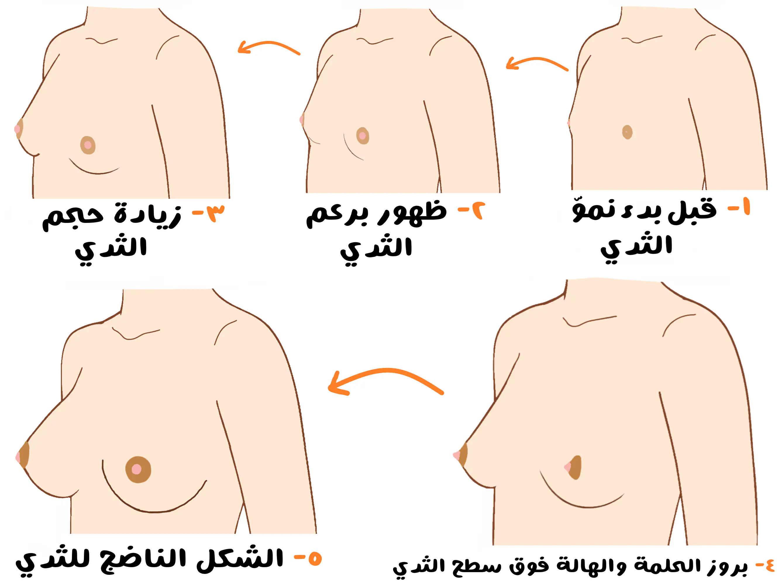 مراحل نموّ الثدي