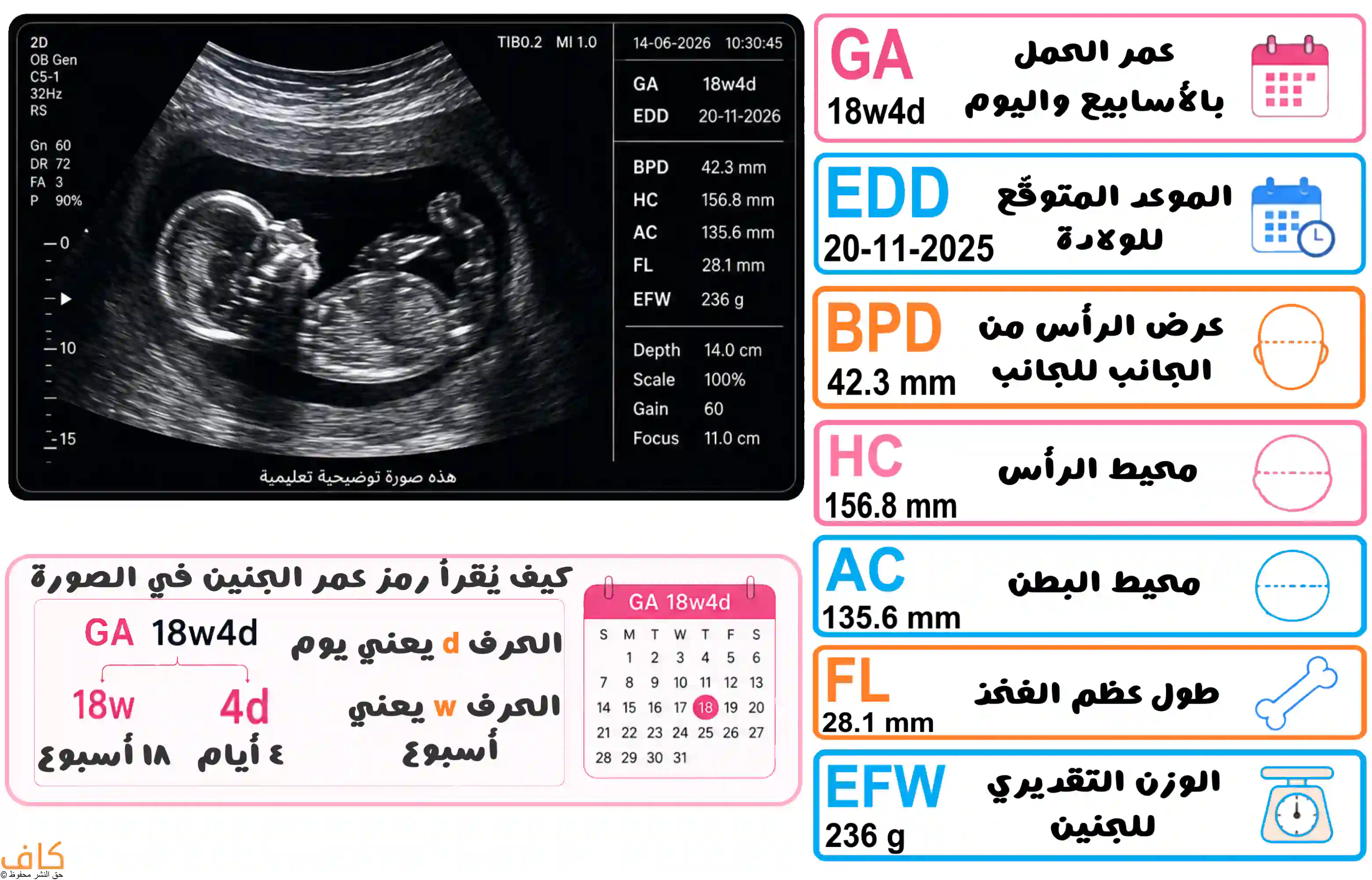 رسمة توضيحية تشرح رموز السونار للحامل، وتشمل GA لعمر الحمل، وEDD لموعد الولادة المتوقع، وBPD لعرض الرأس، وHC لمحيط الرأس، وAC لمحيط البطن، وFL لطول عظم الفخذ، وEFW للوزن التقديري للجنين.