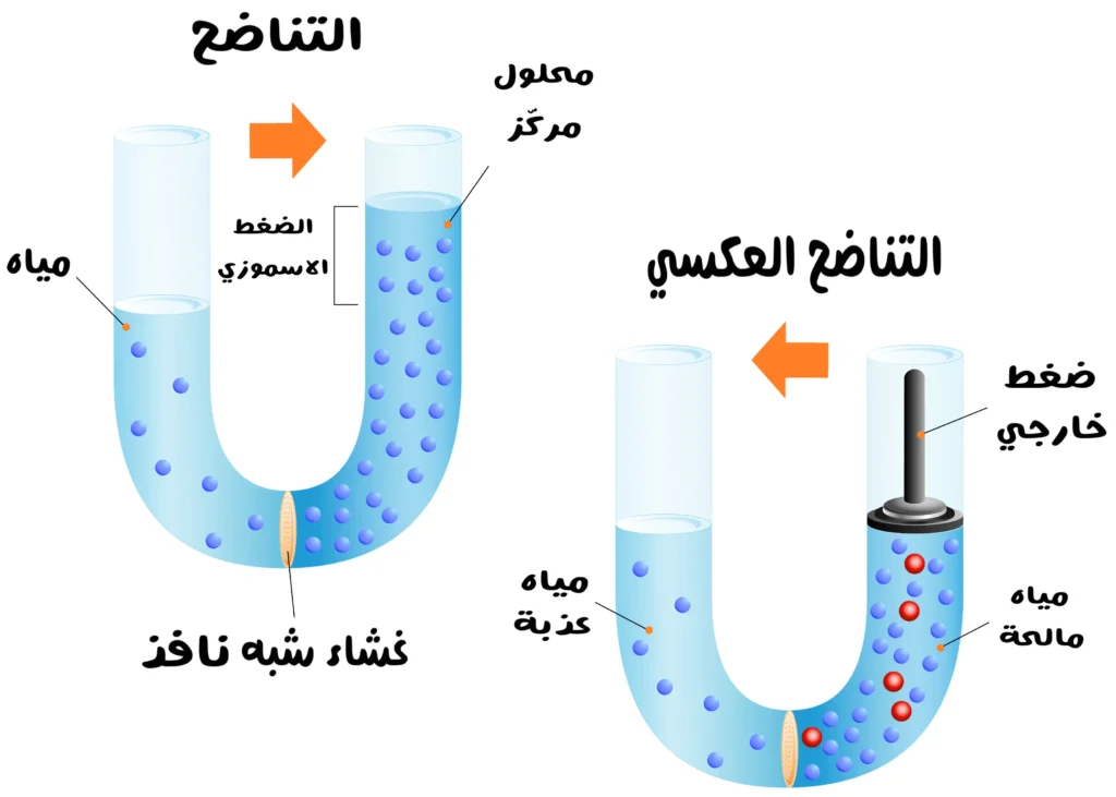 رسم توضيحي يبيّن أنبوبين على شكل حرف U بالإنكليزية يوضّحان التناضح والتناضح العكسي، مع مستويات ماء مختلفة، جزيئات مذابة، غشاء شبه نافذ، وسهم يوضح اتجاه الحركة.