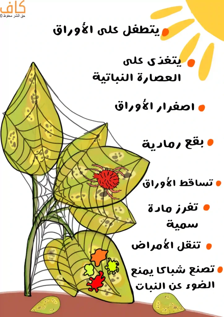 رسم توضيحي يُظهر أوراق نبات مصابة بعناكب حمراء صغيرة تنسج خيوطًا عنكبوتية رفيعة عليها، تترافق مع انتشار بقع رمادية واصفرار في الأوراق حول هذه البقع، ويُعبّر هذا عن أعراض إصابة النباتات بالعناكب الحمراء.