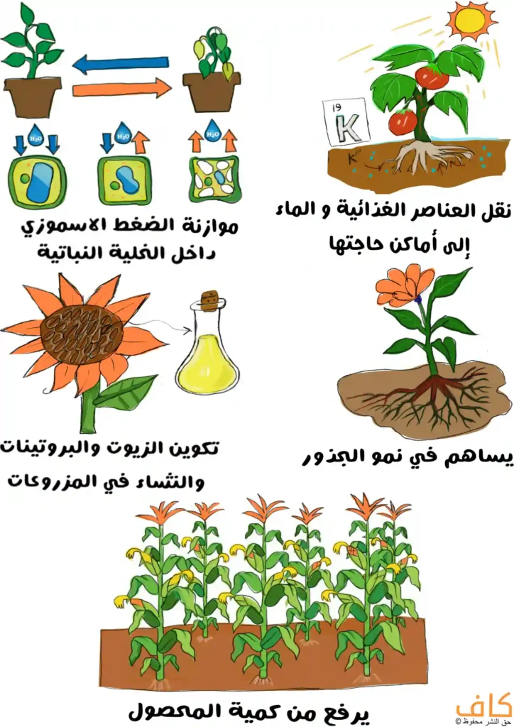 رسم توضيحي يشرح دور عنصر البوتاسيوم في النبات، ويُظهر تنظيم الضغط الأسموزي داخل الخلية النباتية، نقل الماء والعناصر الغذائية، تكوين الزيوت والبروتينات والنشاء، دعم نمو الجذور، وزيادة كمية المحصول.