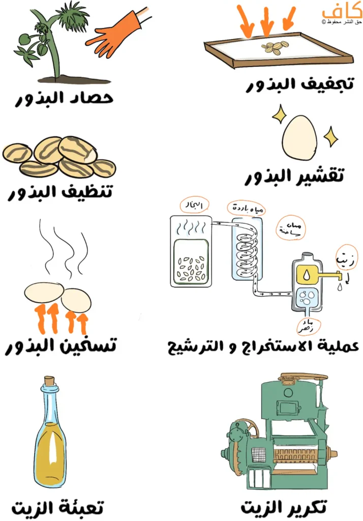 رسم توضيحي يَعرض مراحل متتابعة تعرض طريقة استخراج زيت الخروع والتي تبدأ بحصاد البذور ثم تجفيفها ومن ثم تقشيرها وغليها في آلة تقطير يخرج من احد أطرافها الزيت ومن الأطراف الأخرى الماء والبخار.