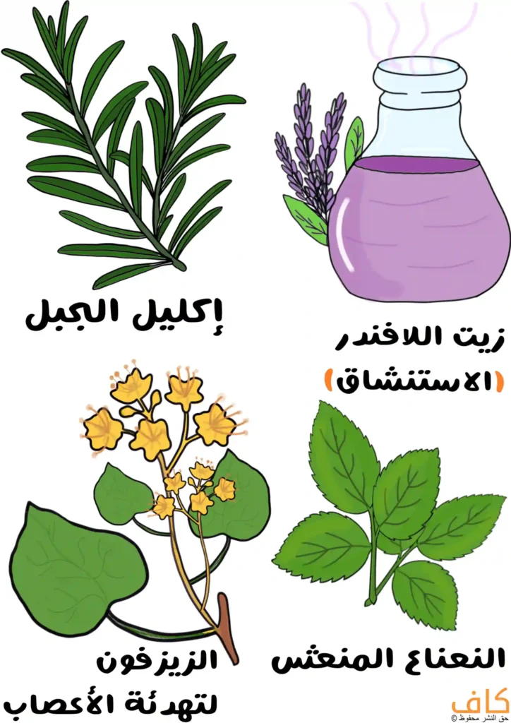 رسم توضيحي يُظهر أربع نباتات، تشمل أغصان إكليل الجبل بأوراق خضراء طويلة، وزجاجة تحتوي على زيت اللافندر البنفسجي مع سنابل اللافندر، ونبات الزيرفون بأوراق عريضة وزهور صفراء صغيرة، ونبات النعناع بأوراق خضراء مسننة، ويُعبّر عن الأعشاب الطبيعية الموصى بها في علاج الصداع التوتري.