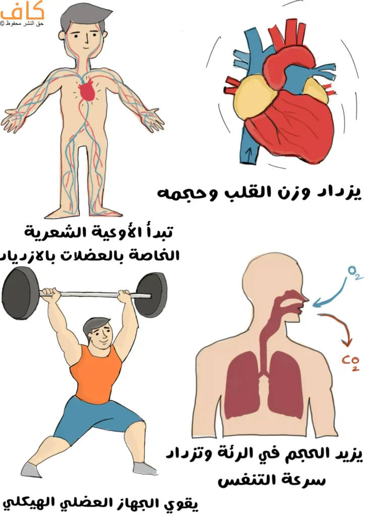 رسم توضيحي يضم جسم إنسان مع شبكة الأوعية الدموية، وقلبًا متضخمًا، ورجل رياضي يرفع الأثقال، ورسمًا للجهاز التنفسي مع أسهم تدل على تبادل الأكسجين وثاني أكسيد الكربون.