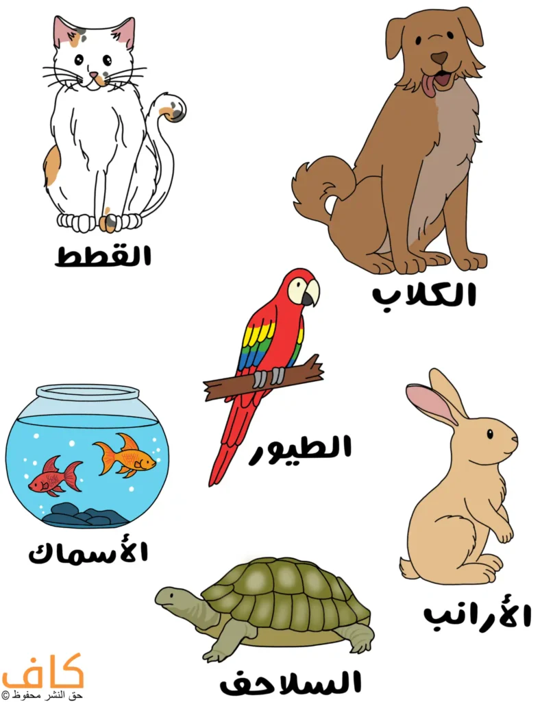 رسم توضيحي يُظهر مجموعة من الحيوانات الأليفة؛ قطة بيضاء تجلس وذيلها ملتف، كلب بني يجلس ولسانه خارج فمه، ببغاء ملوّن يقف على غصن، حوض زجاجي بداخله سمكتان ملوّنتان، أرنب بني يجلس على قائمتيه الخلفيتين، وسلحفاة خضراء تسير على الأرض.
