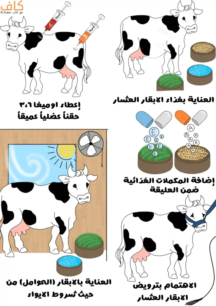 رسم توضيحي يَعرض عدة مشاهد لأبقار حلوب، تشمل حقن بقرة دوائيًا في منطقة الظهر، وتقديم العلف والماء الجيد والنظيف لها، وإضافة مكملات غذائية إلى العليقة، وتحسين ظروف الإيواء والتهوية في الحظيرة، وفحص بقرة بعد الولادة.