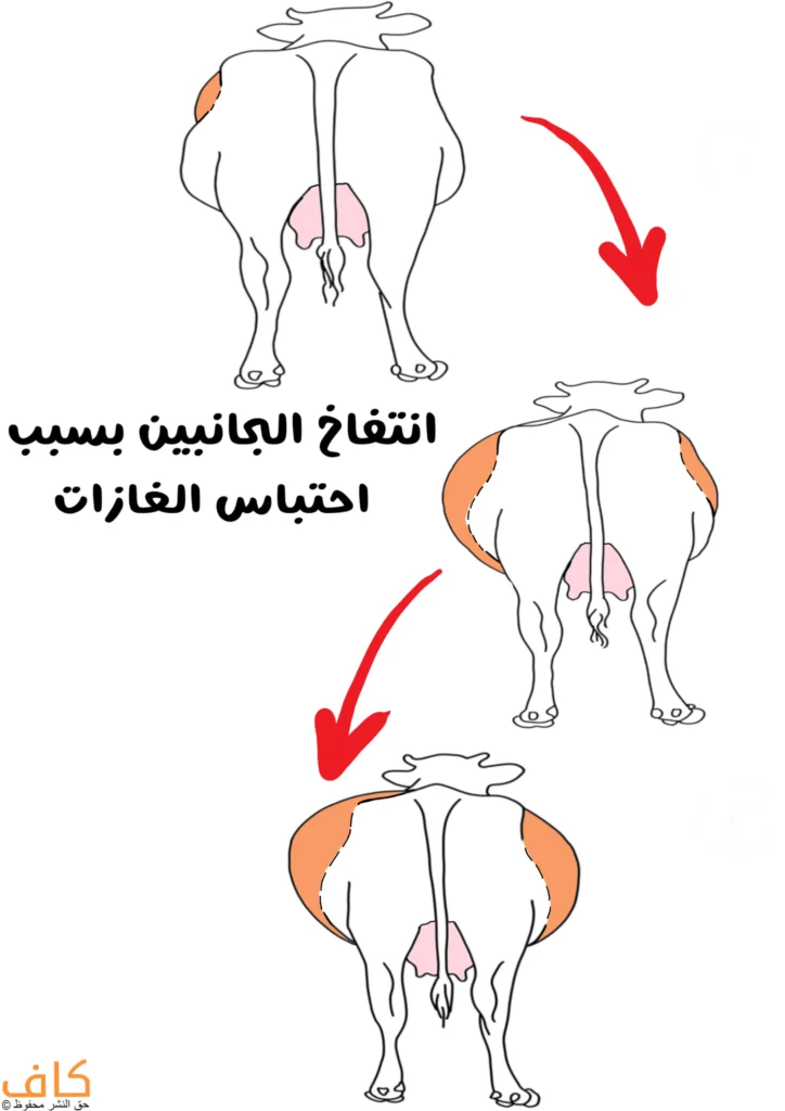 رسمة توضيحية تُظهر بقرة تعاني من انتفاخ جانبي تدريجي في منطقة البطن بسبب احتباس الغازات، حيث يظهر التورم بشكل متزايد في الجانبين مع أسهم حمراء تشير إلى تطور الحالة.