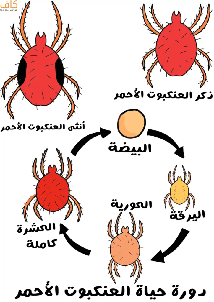 رسم توضيحي يبيّن دورة حياة العنكبوت الأحمر، حيثُ تبدأ بالبيضة، ثم اليرقة، تليها المرحلة الكورية، ثم الحشرة الكاملة، ويظهر في الأعلى ذكر العنكبوت ذو الثمانية أرجل المغطاة بالشعيرات وبحجم صغير والأنثى بحجم أكبر بضعف واحد.