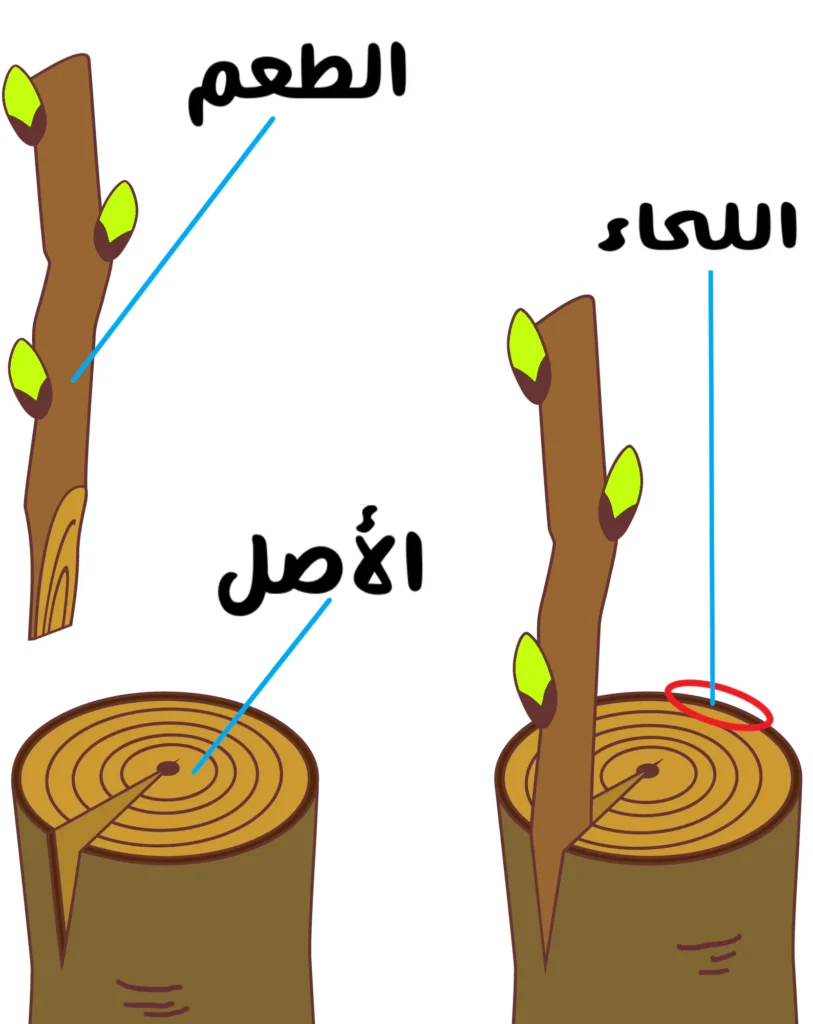 رسم توضيحي يشرح أجزاء عملية تطعيم النباتات، حيث يظهر غصن التطعيم مع براعم خضراء، وجذع الشجرة المقطوع موضحًا موضع الأصل، وغصن مُثبت داخل شق في الجذع مع تحديد منطقة السِّماء حول موضع الالتحام.