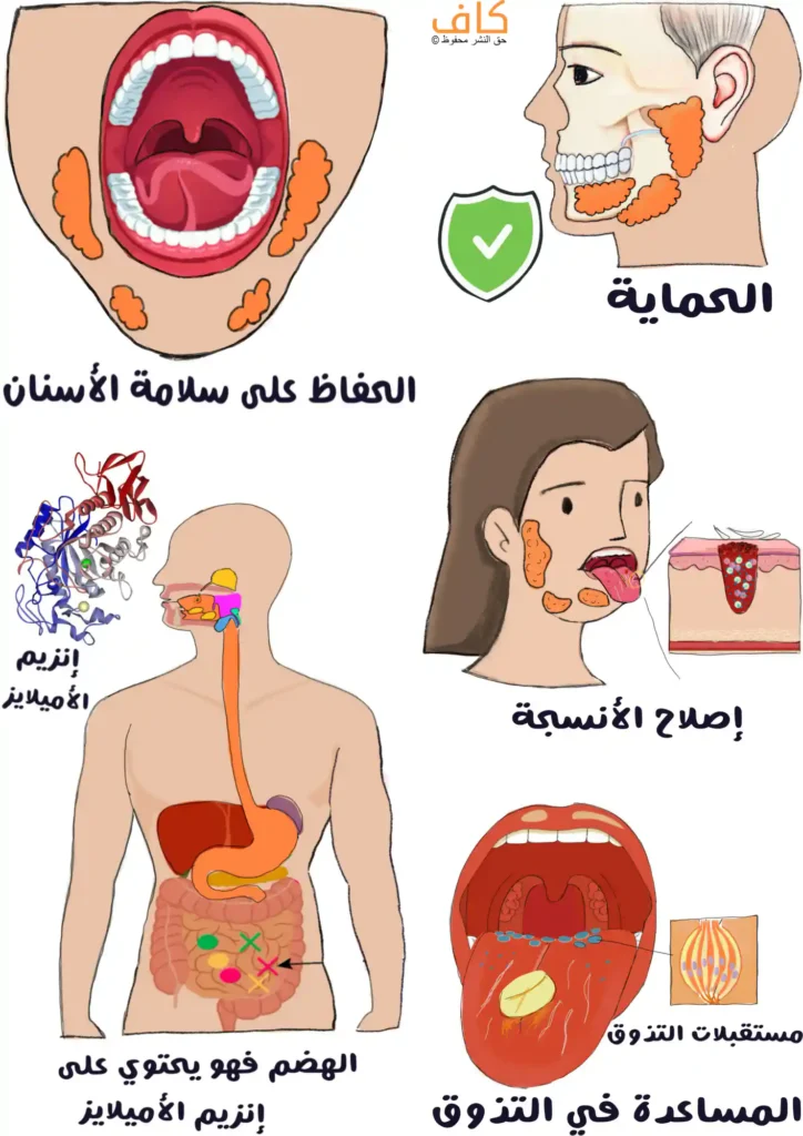 رسم توضيحي يُظهر عدة لقطات لأجزاء من الفم والوجه والجهاز الهضمي، مع إبراز الغدد اللعابية في مواقع مختلفة، وفتاة تمد لسانها للخارج لتوضيح مكان الغدد اللعابية، وصورة مجهرية للأنسجة، إضافةً إلى رسم للجهاز الهضمي مع مسار الهضم.